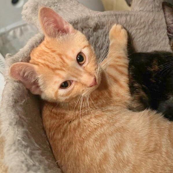 Benoit | Bonded with Christie, Adoptable, Kitten Male Domestic Short Hair.
