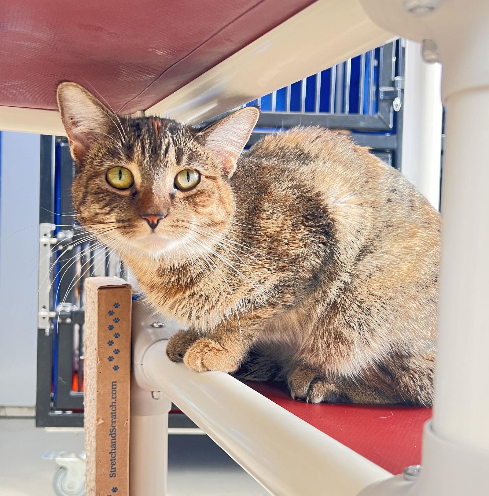 Diva, a Adoptable Domestic Short Hair in Webster, WI image 1/3