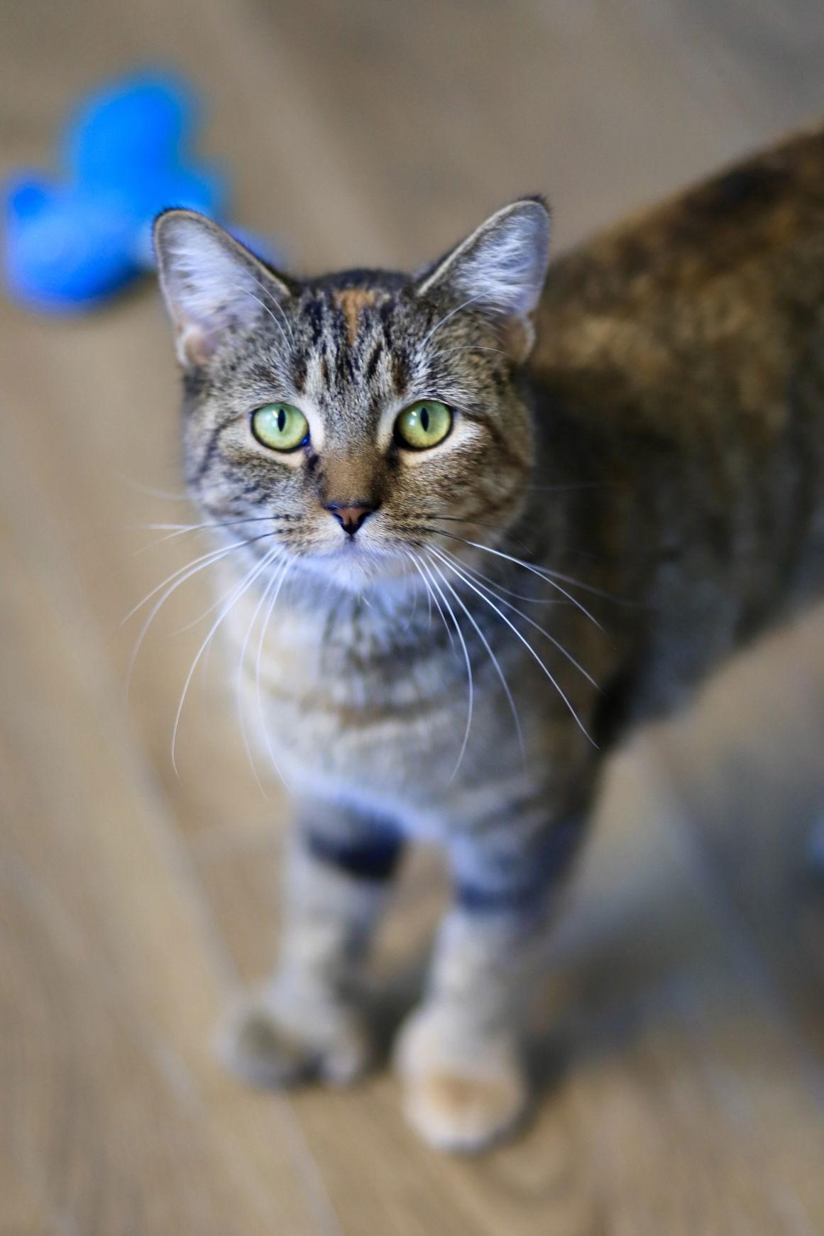 Diva, a Adoptable Domestic Short Hair in Webster, WI image 2/3