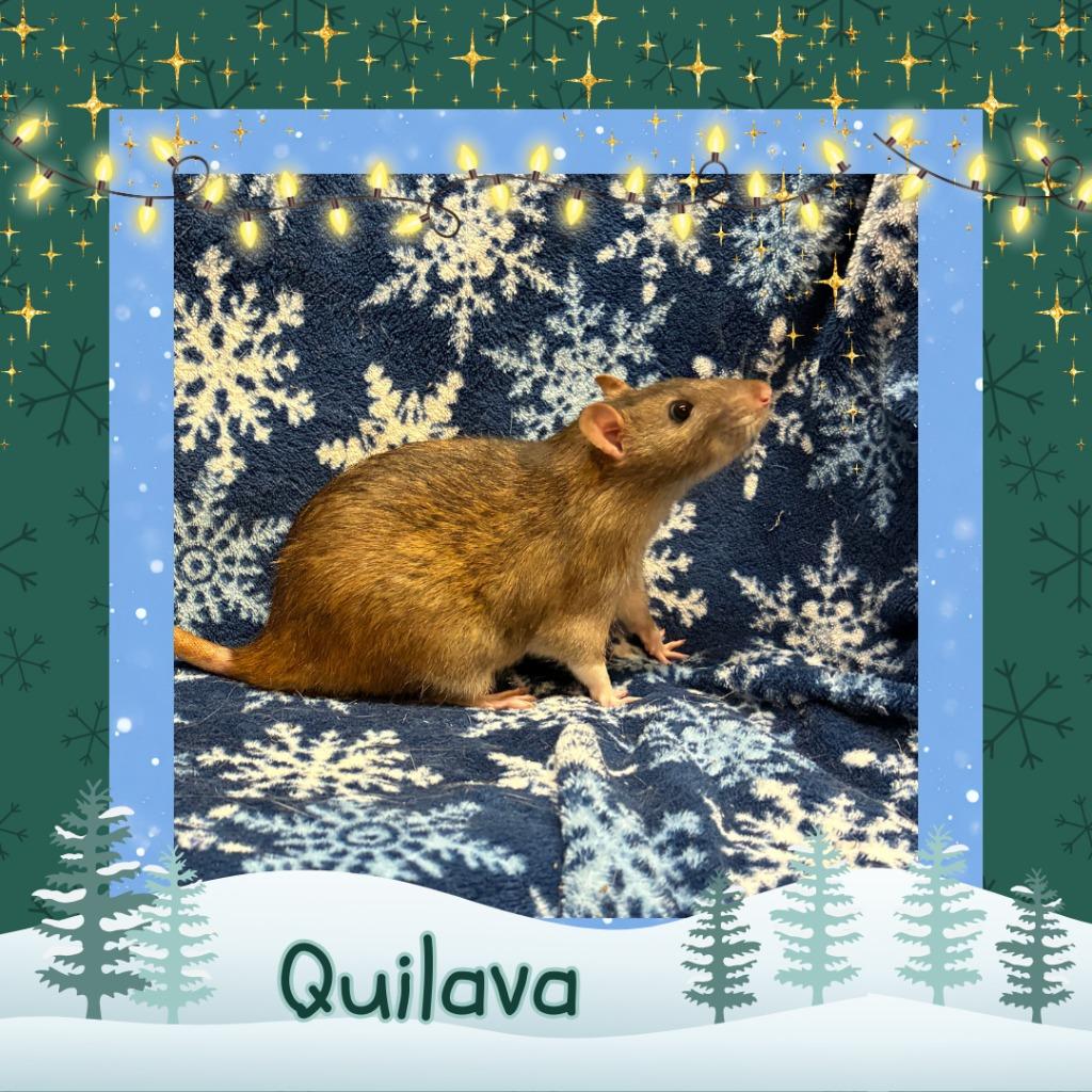 Quilava, Adoptable, Young Male Rat.