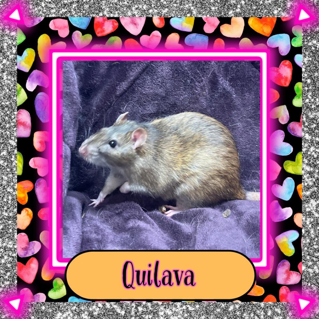 Enlarge Quilava, a Adoptable Rat in Elizabethtown, KY image 2/3