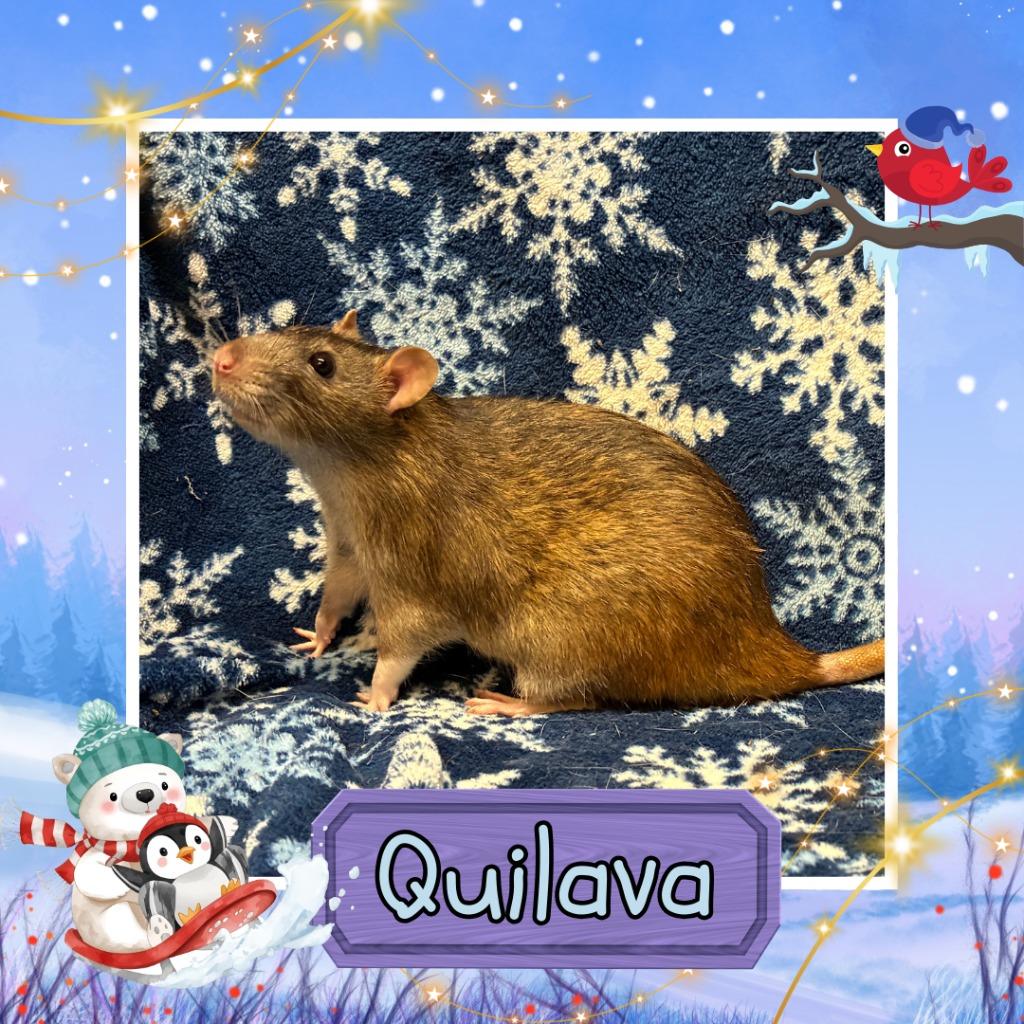 Enlarge Quilava, a Adoptable Rat in Elizabethtown, KY image 3/3