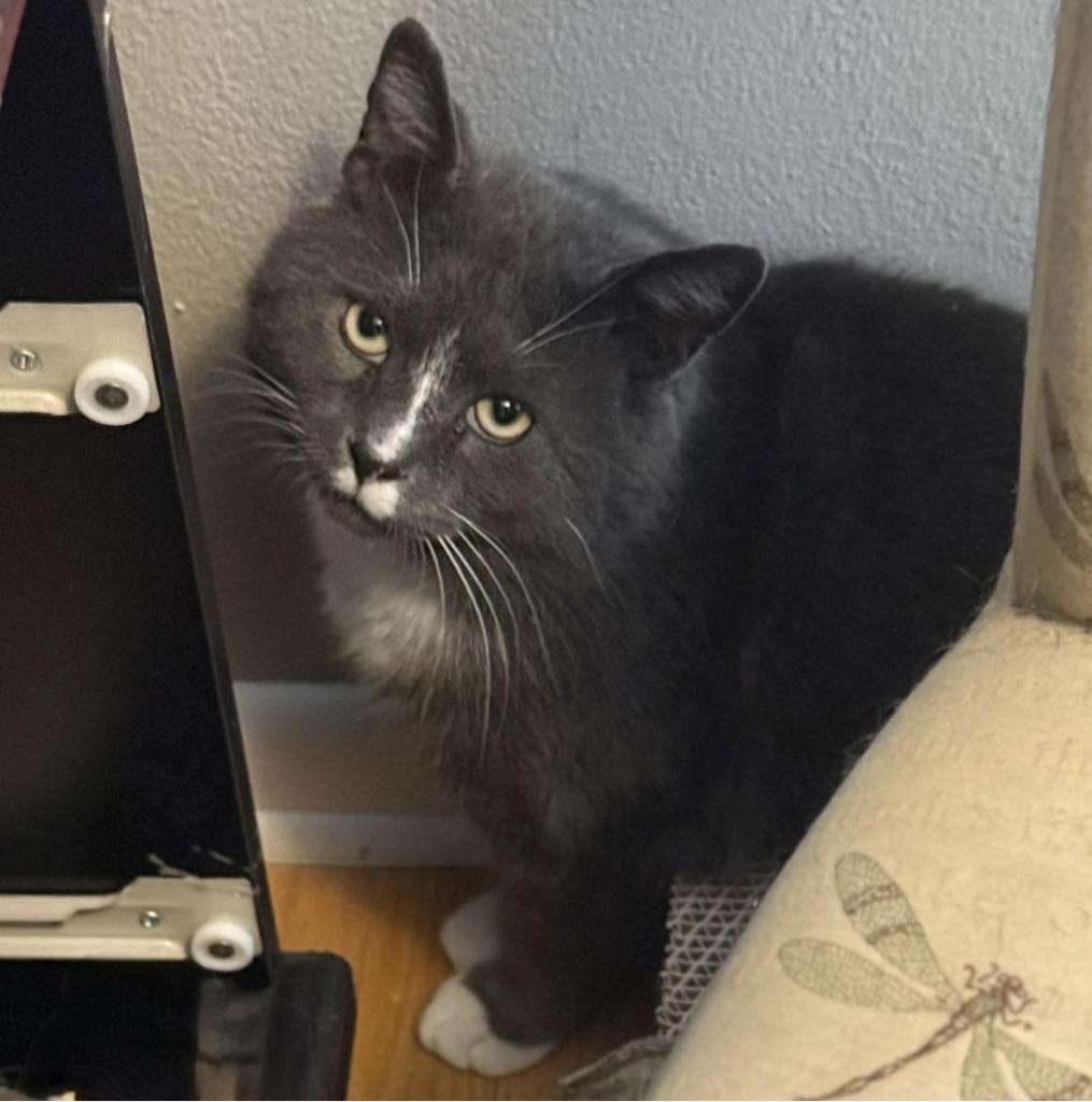 Stan — thumbnail 2