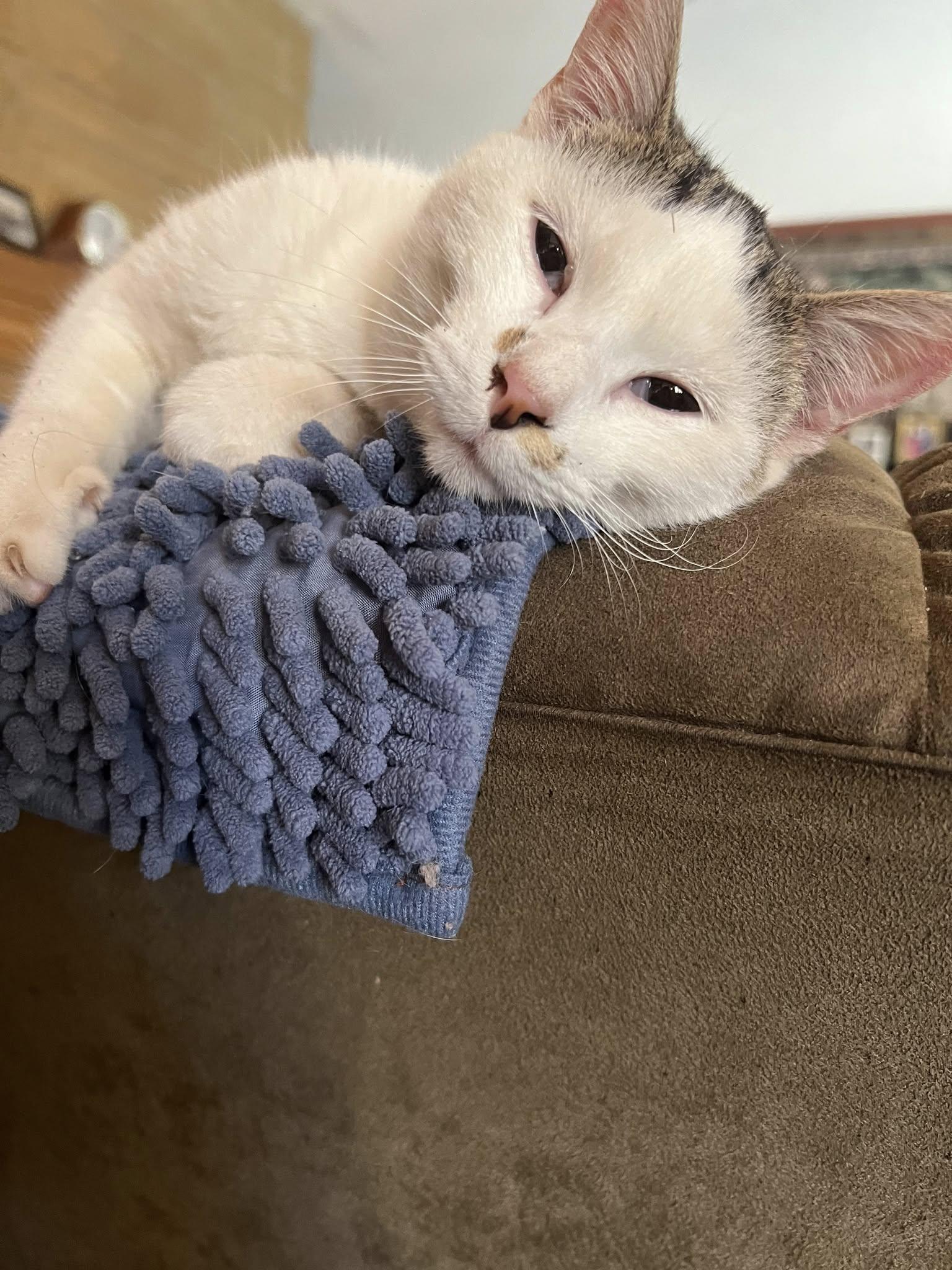 Enlarge Baby, a Adoptable mixed breed in Sterling, KS image 2/2