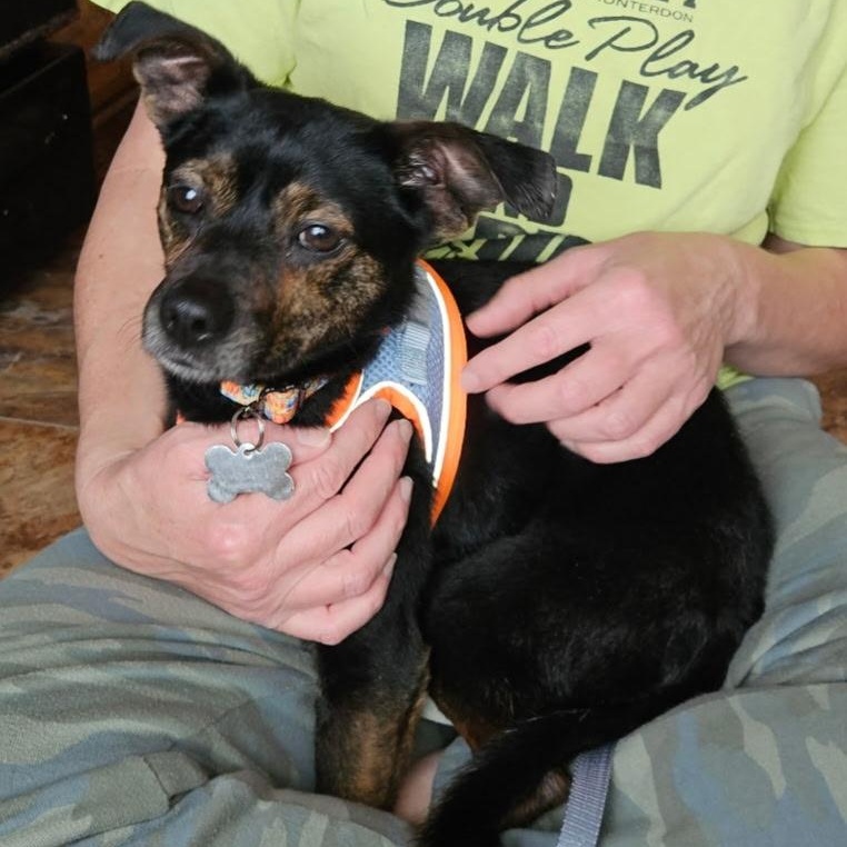 Enlarge Champ, a ADOPTABLE mixed breed in Sparta, NJ image 6/6