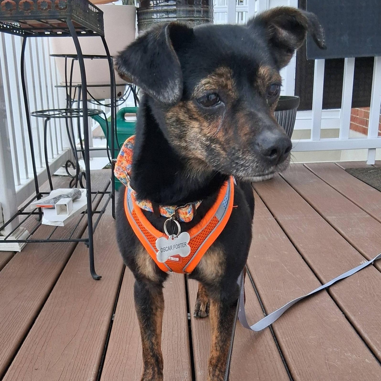 Enlarge Champ, a ADOPTABLE mixed breed in Sparta, NJ image 4/6