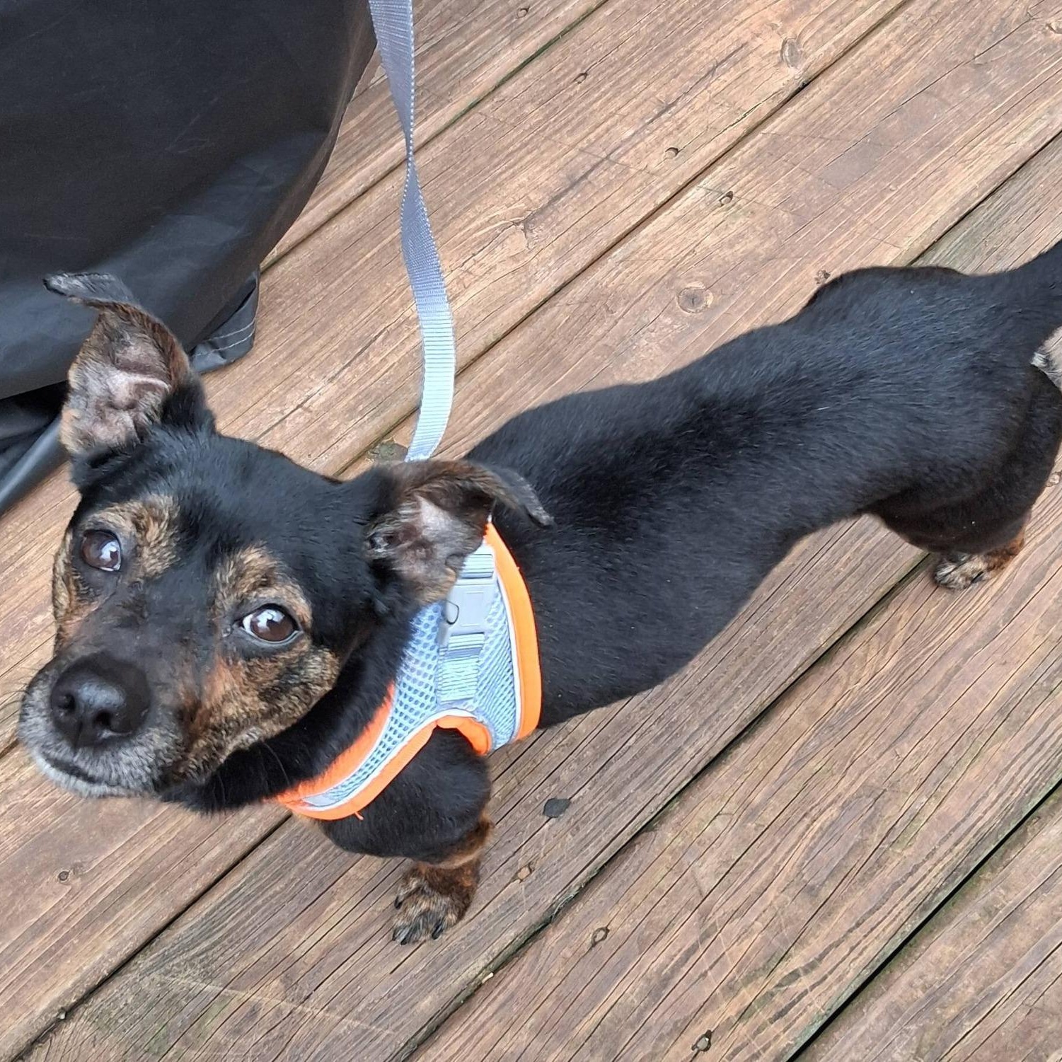 Enlarge Champ, a ADOPTABLE mixed breed in Sparta, NJ image 3/6