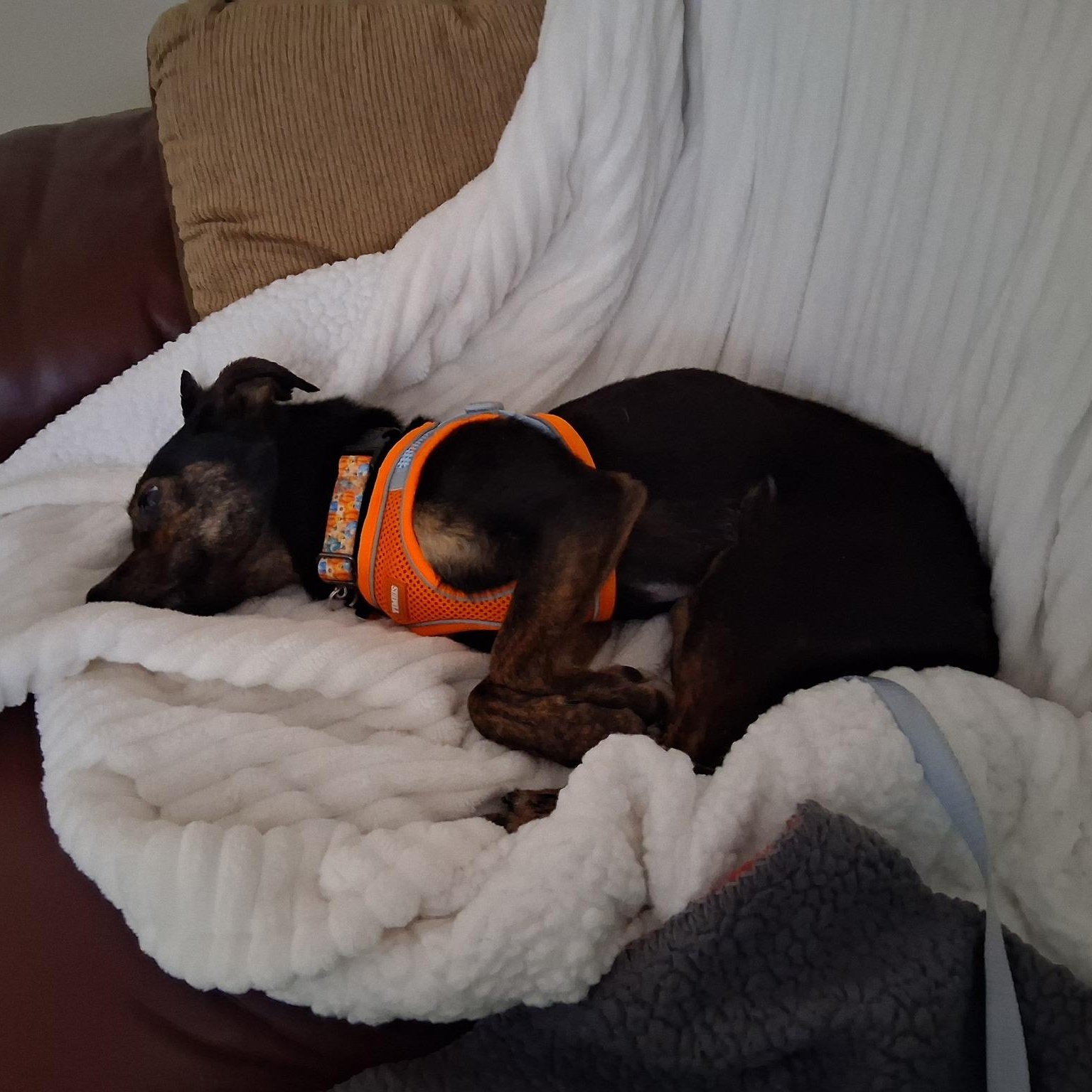 Enlarge Champ, a ADOPTABLE mixed breed in Sparta, NJ image 2/6