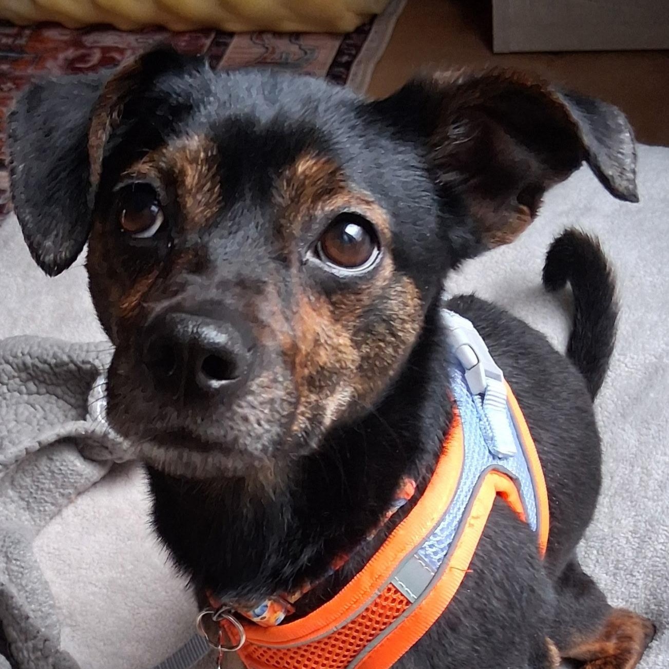 Champ, ADOPTABLE, Young Male Miniature Pinscher & Miniature Dachshund.