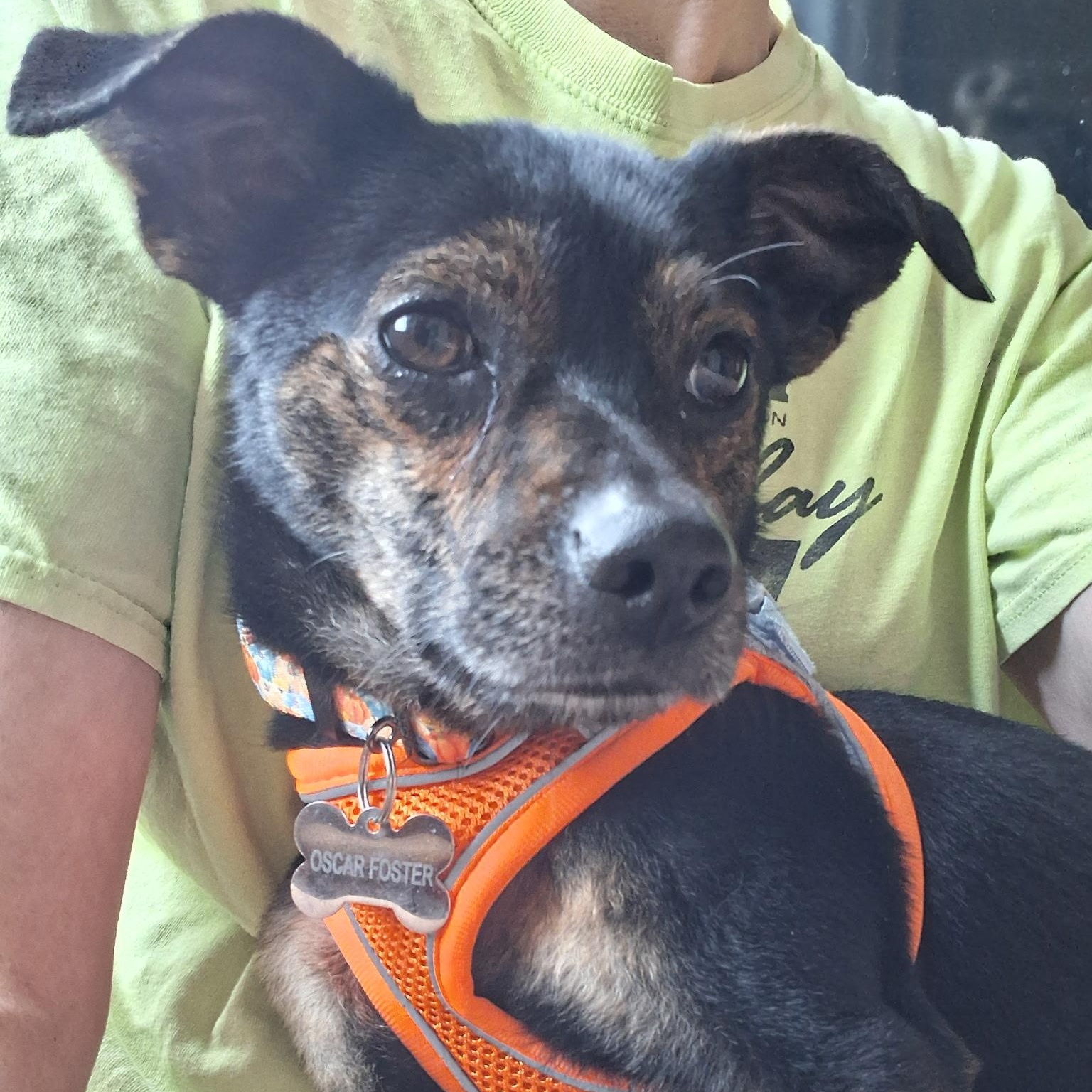 Enlarge Champ, a ADOPTABLE mixed breed in Sparta, NJ image 5/6