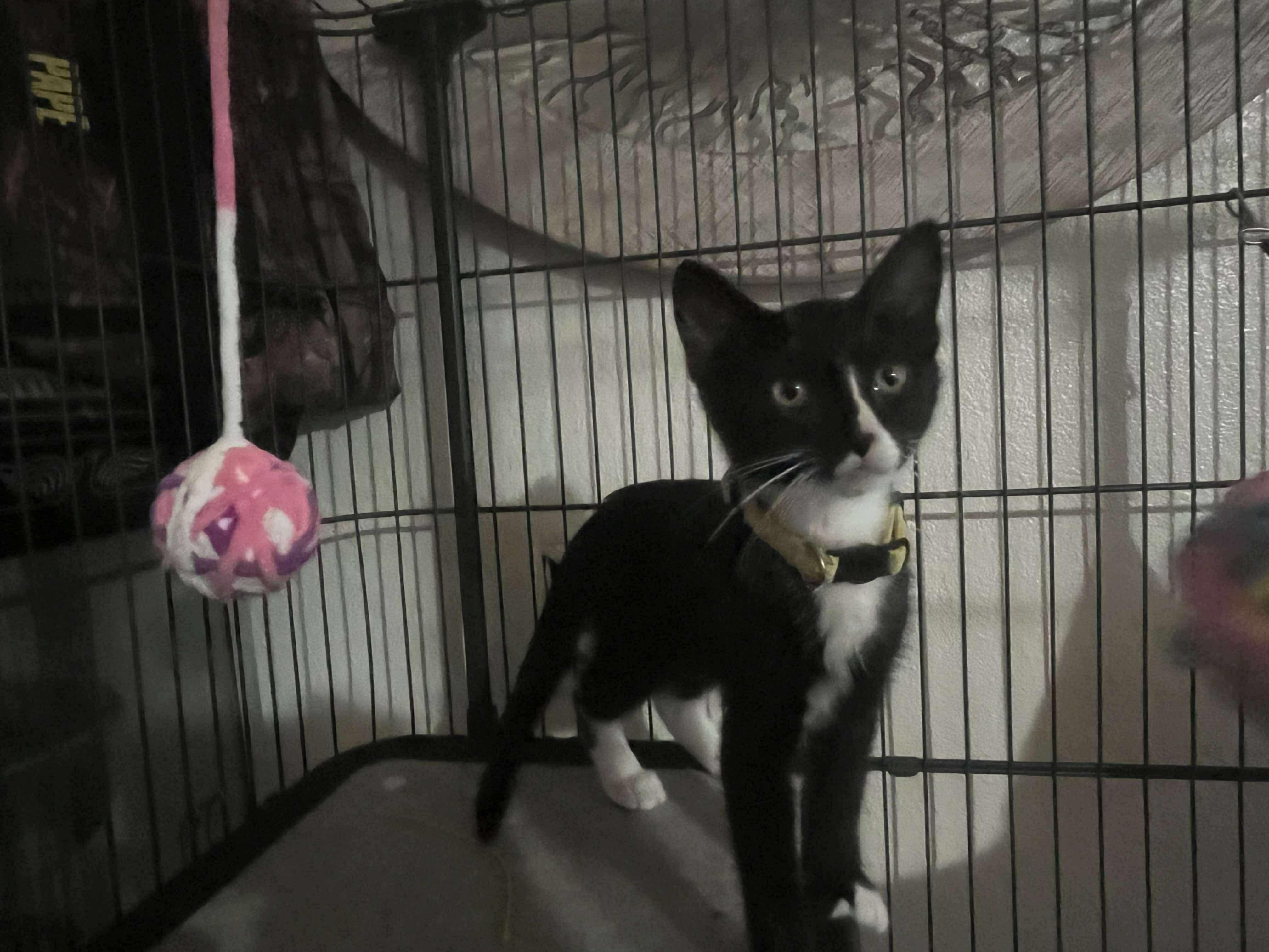 Reese, Baby Female Domestic Short Hair