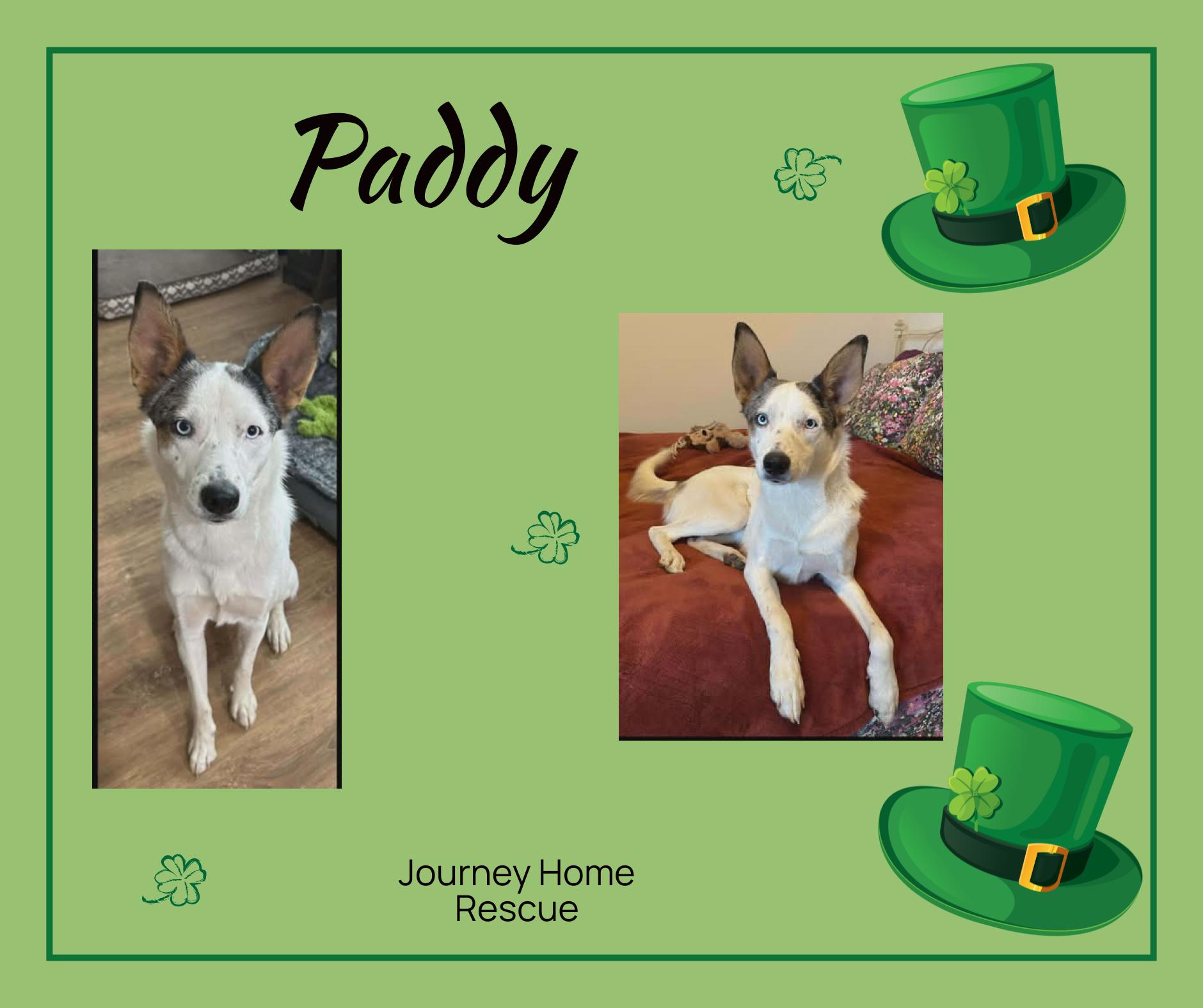 Enlarge Paddy, a ADOPTABLE mixed breed in East Wenatchee, WA image 1/1
