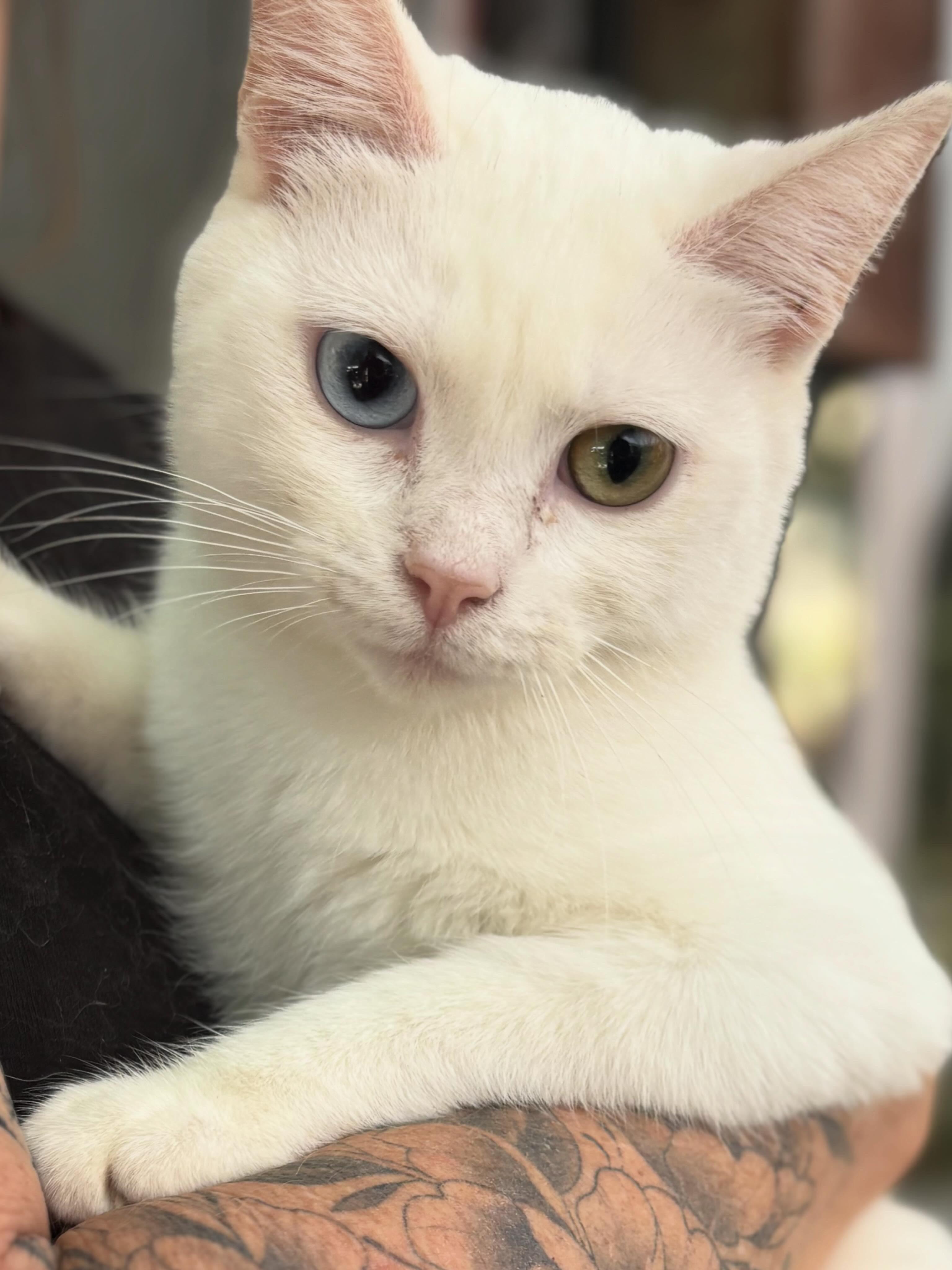 Lola, ADOPTABLE, Adult Female Turkish Angora.