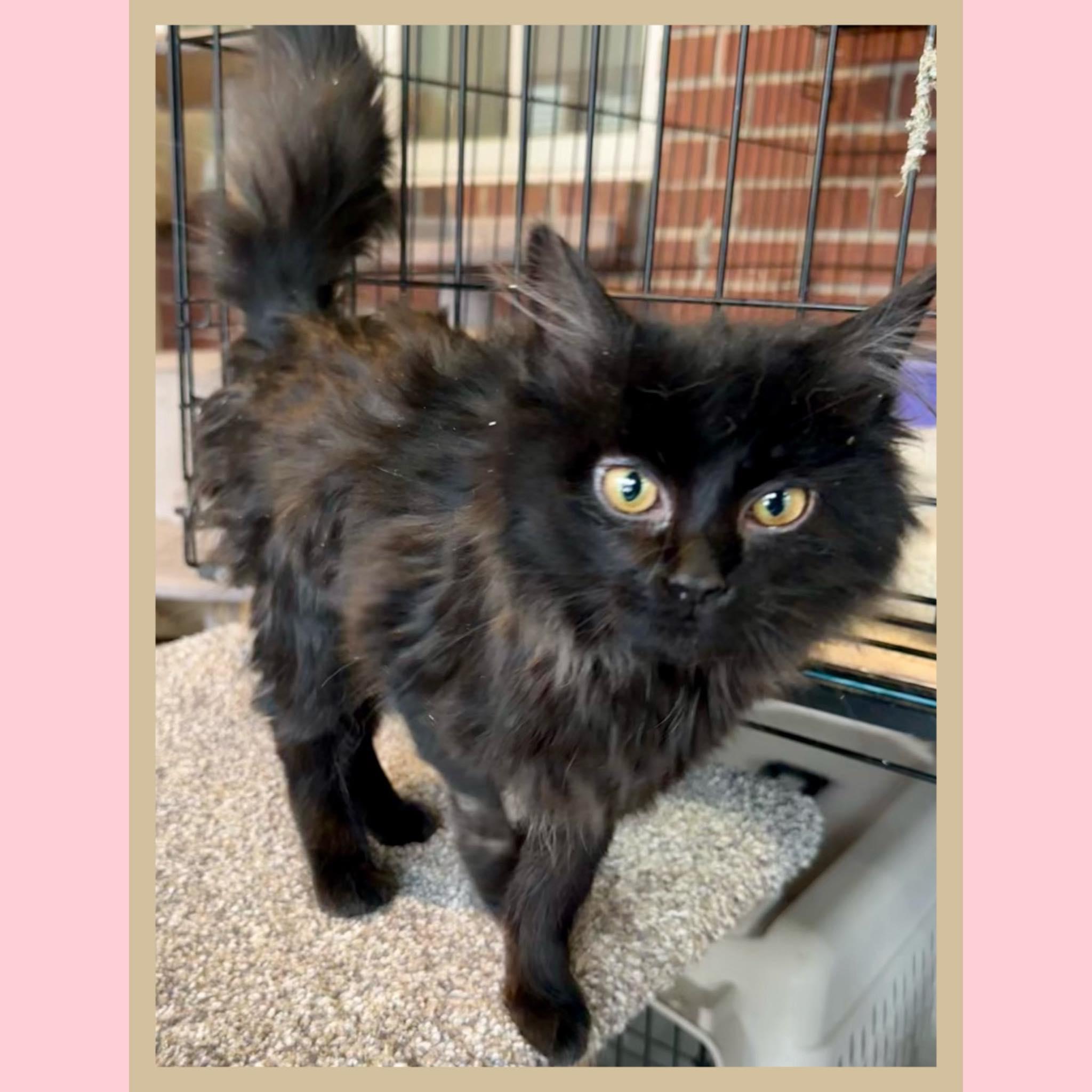 Enlarge Eve (aka Spooky), an adopted Domestic Medium Hair in Franklin, IN image 1/1
