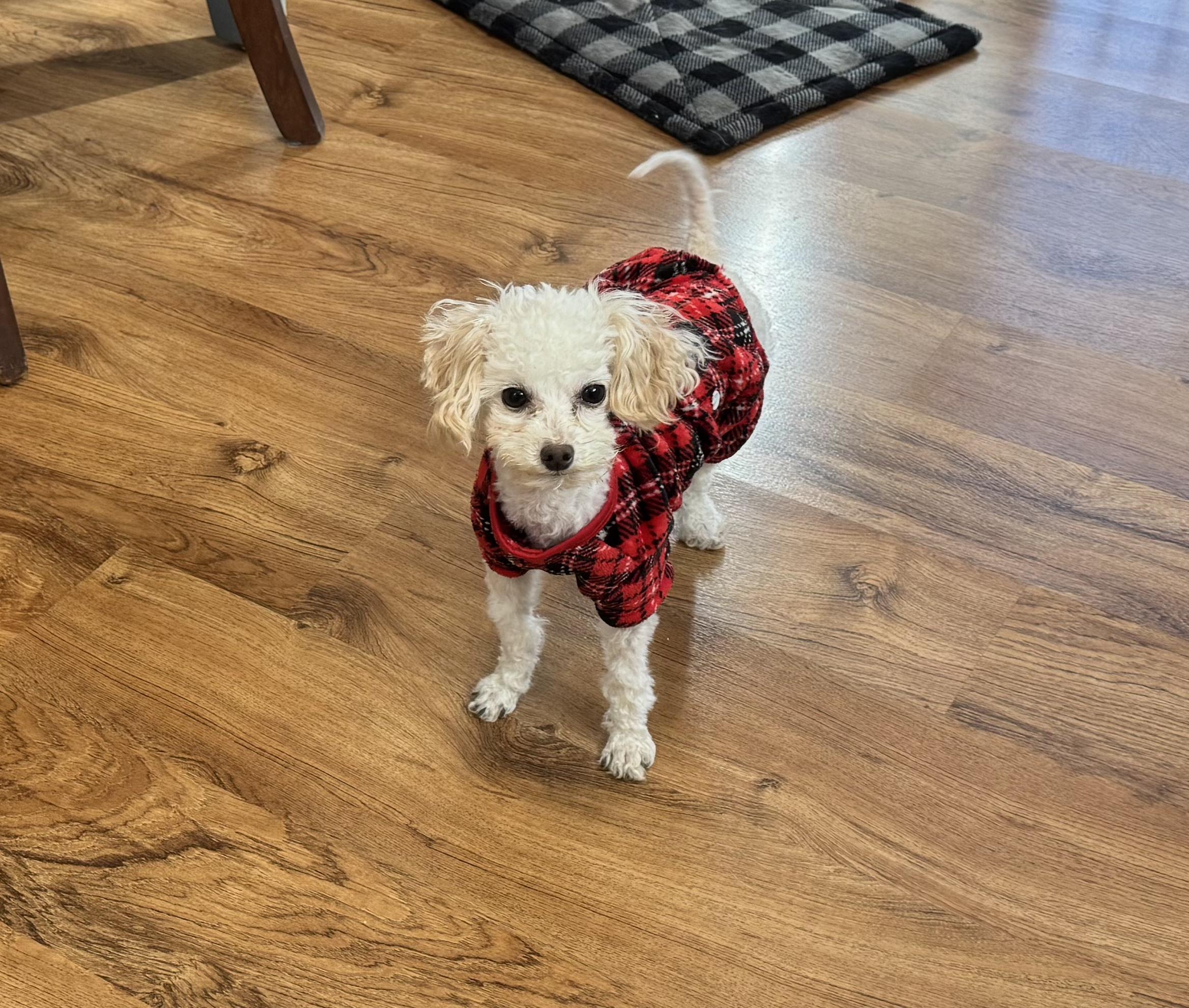 Gizmo, ADOPTABLE, Adult Male Poodle (Toy).