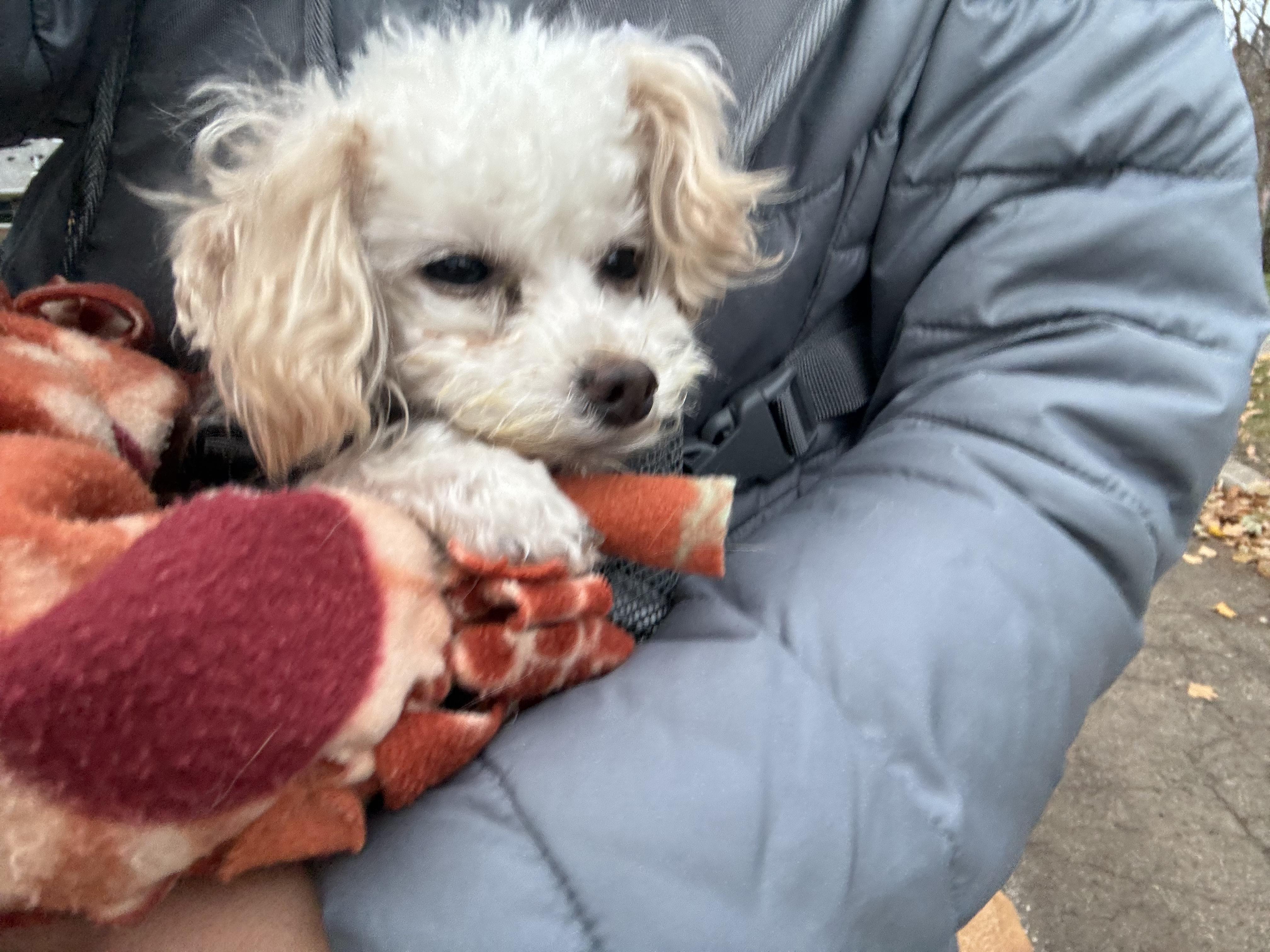 Gizmo, a ADOPTABLE Poodle (Toy) in Maumee, OH image 2/3
