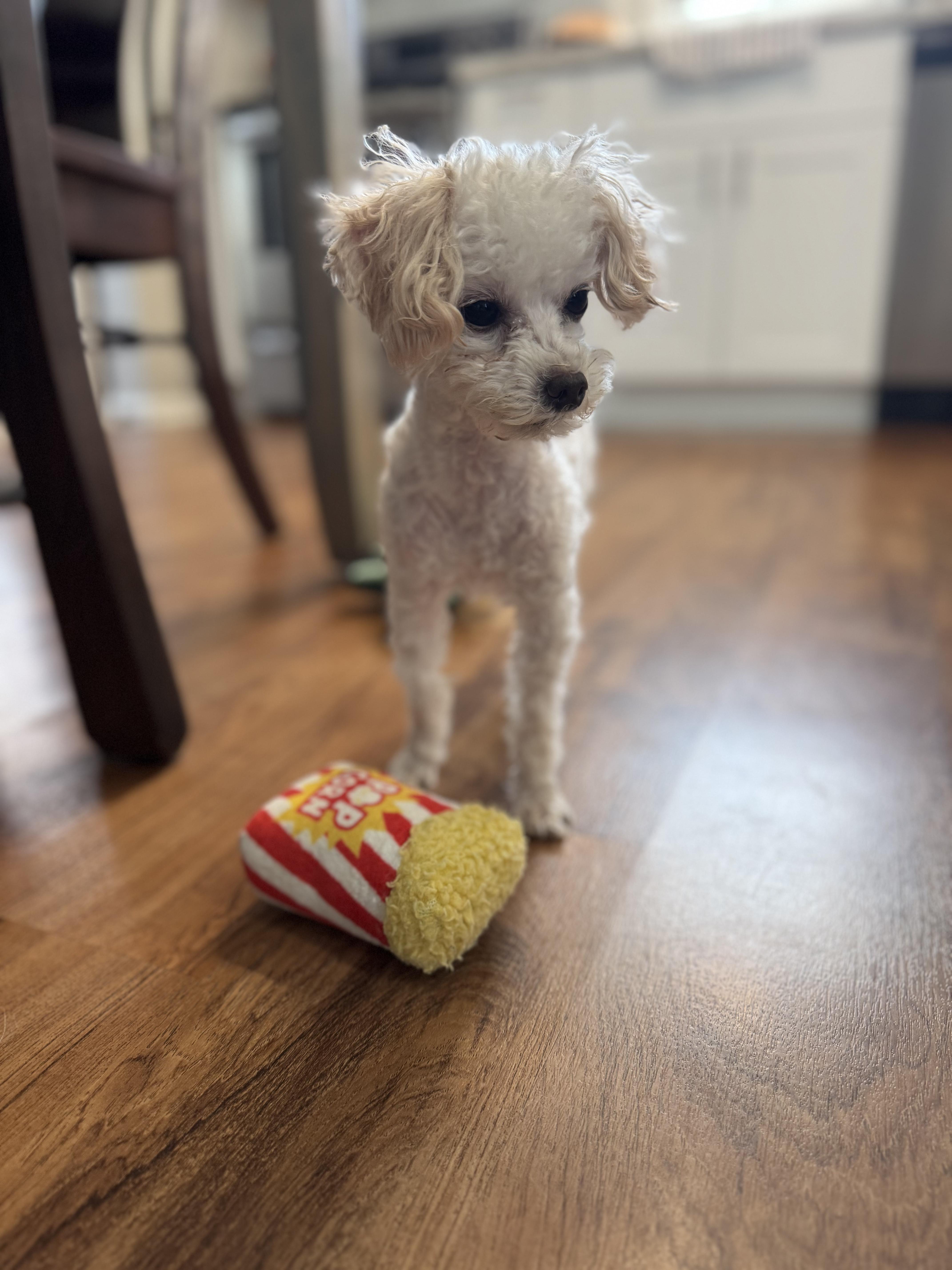 Gizmo, a ADOPTABLE Poodle (Toy) in Maumee, OH image 3/3