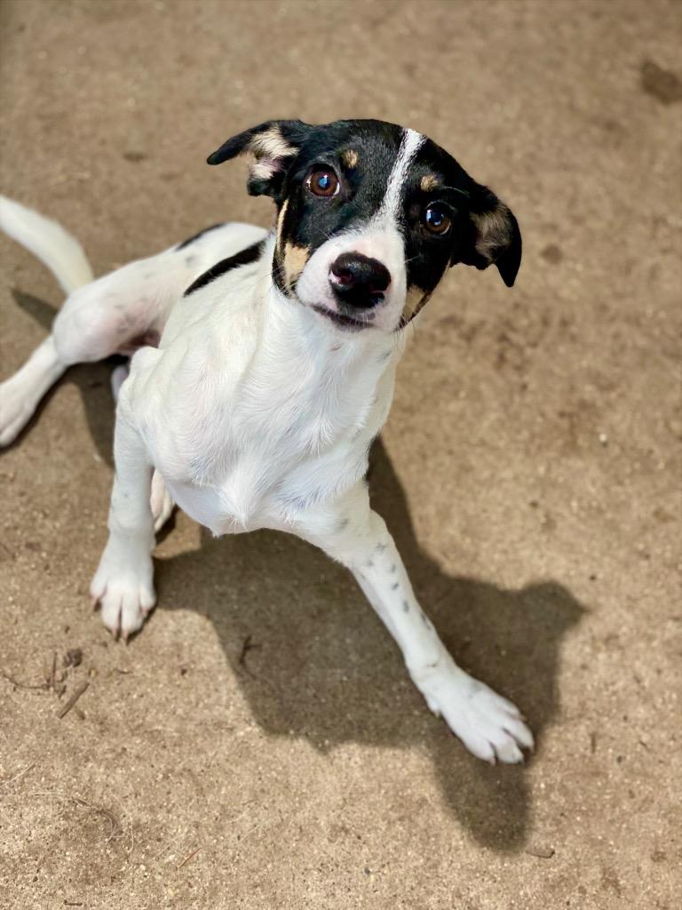 Isaac, Adoptable, Puppy Male Rat Terrier & Mixed Breed.