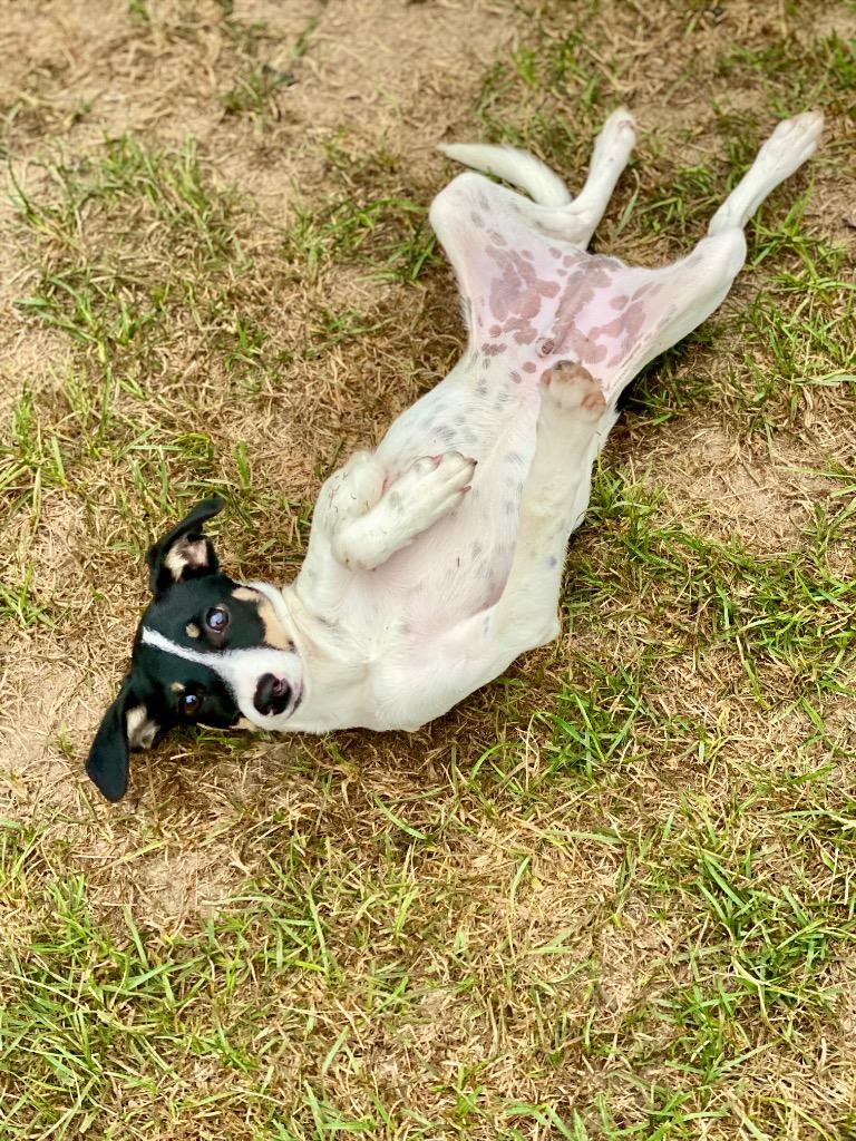 Enlarge Isaac, a Adoptable mixed breed in Urbandale, IA image 2/2