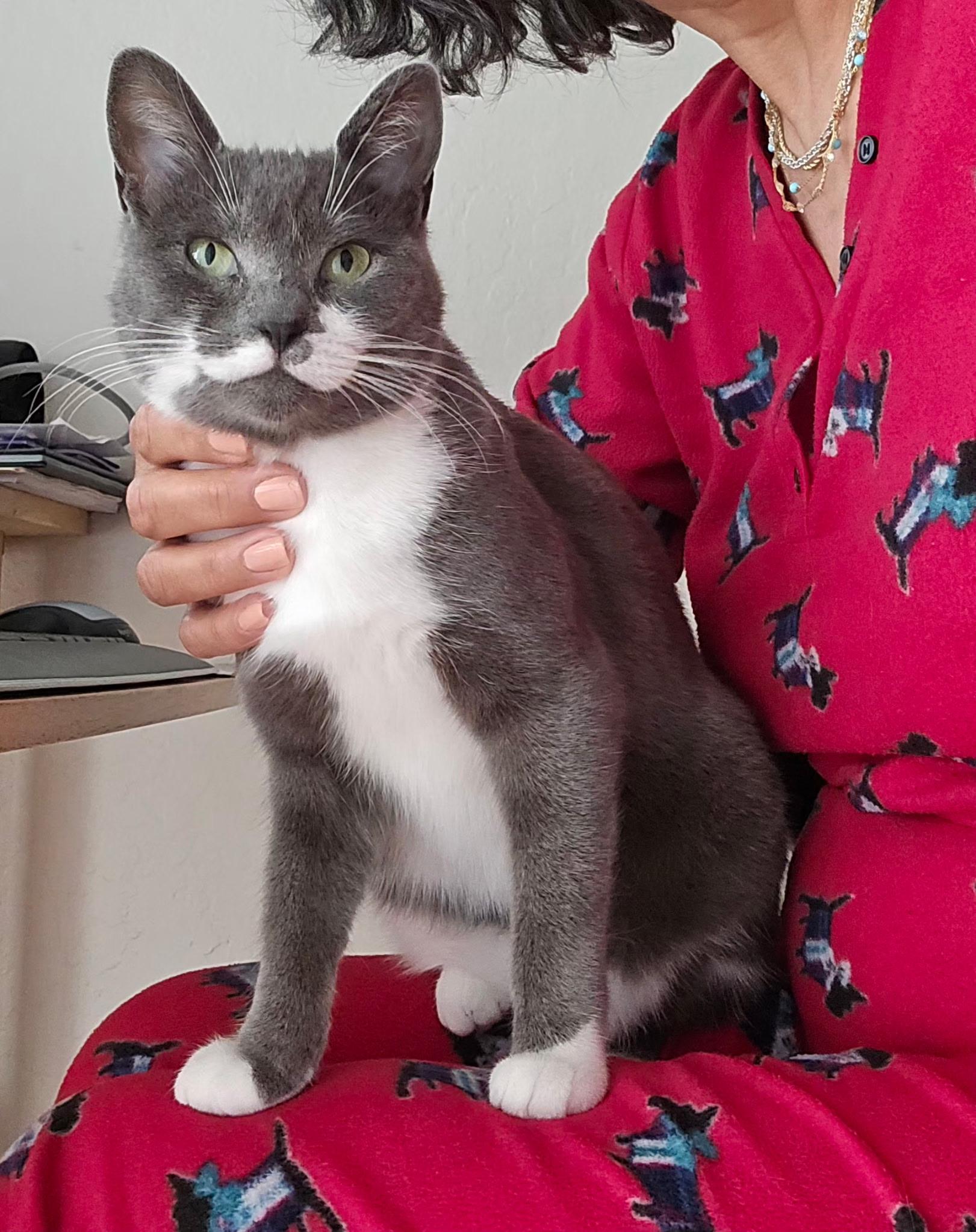 Muffins, Adoptable, Young Female Domestic Short Hair.