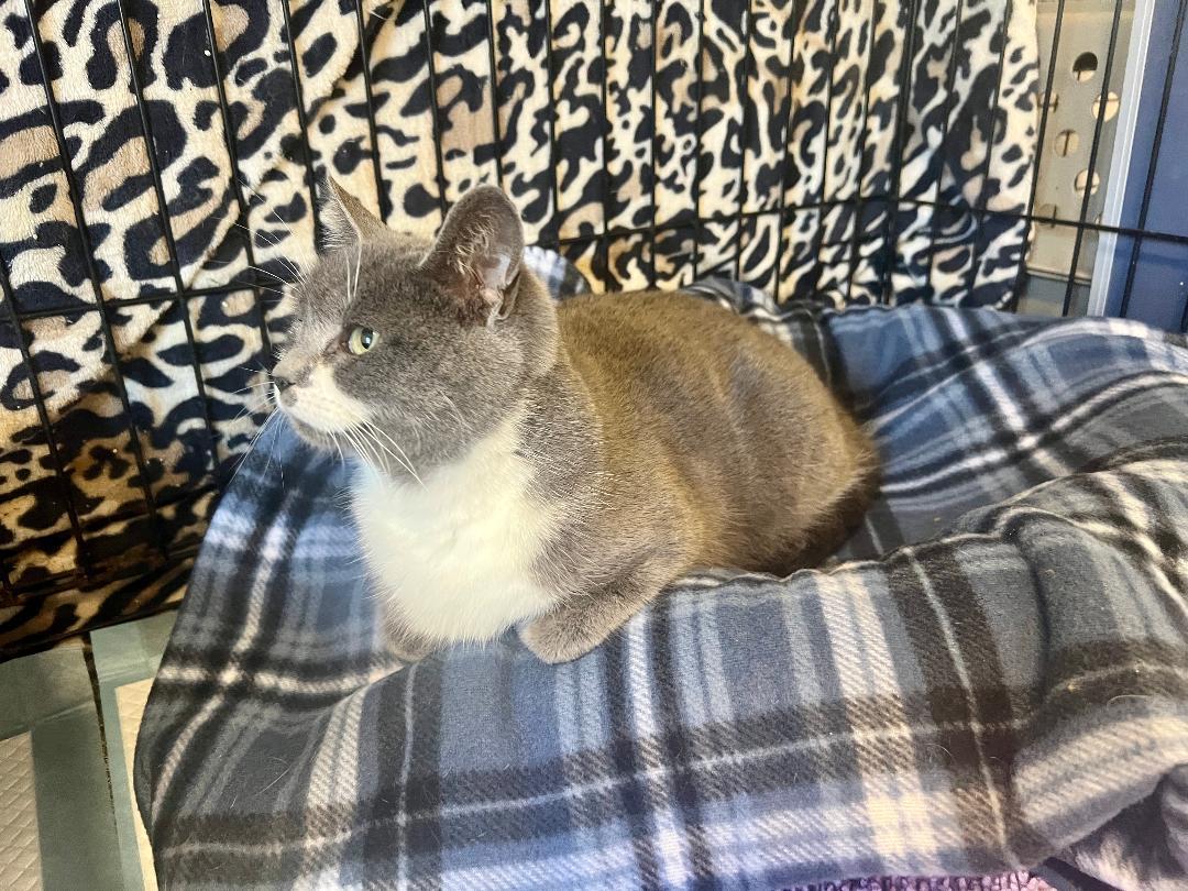 Muffins, a ADOPTABLE Domestic Short Hair in Gilroy, CA image 5/5