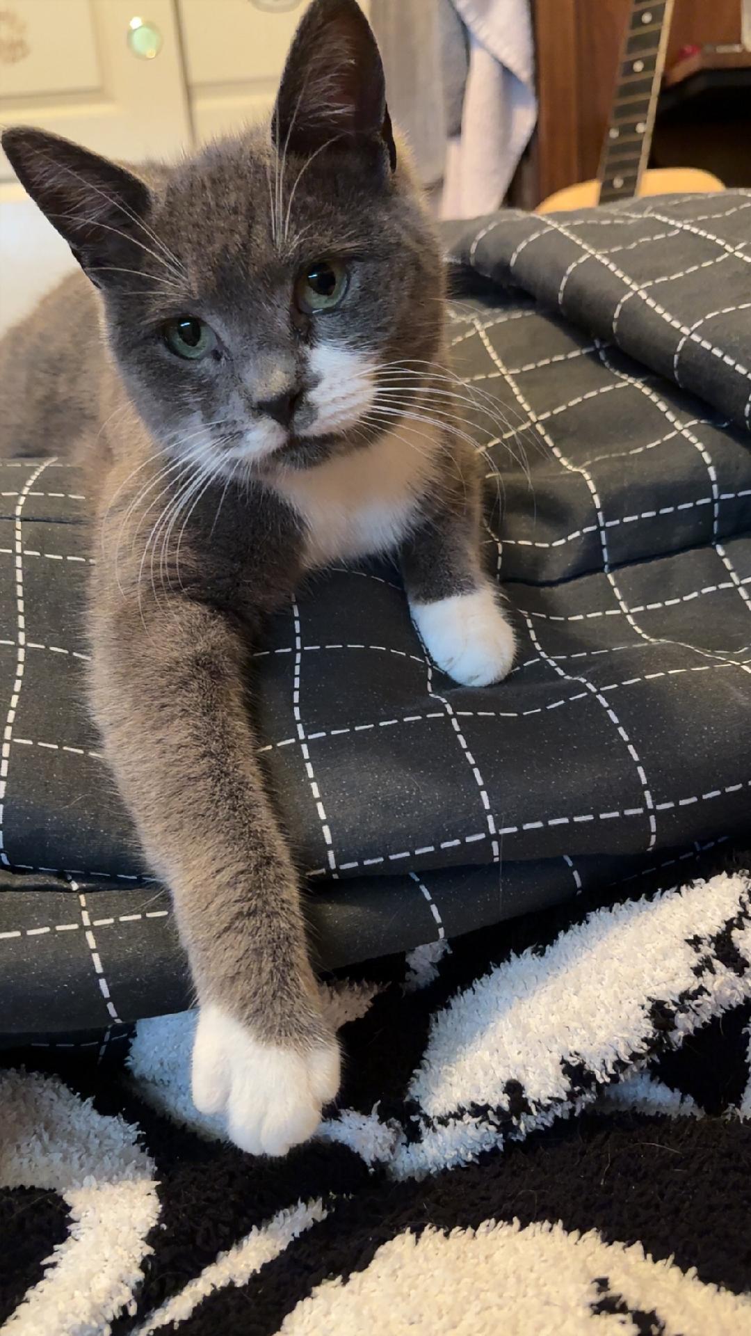 Muffins, a ADOPTABLE Domestic Short Hair in Gilroy, CA image 1/5