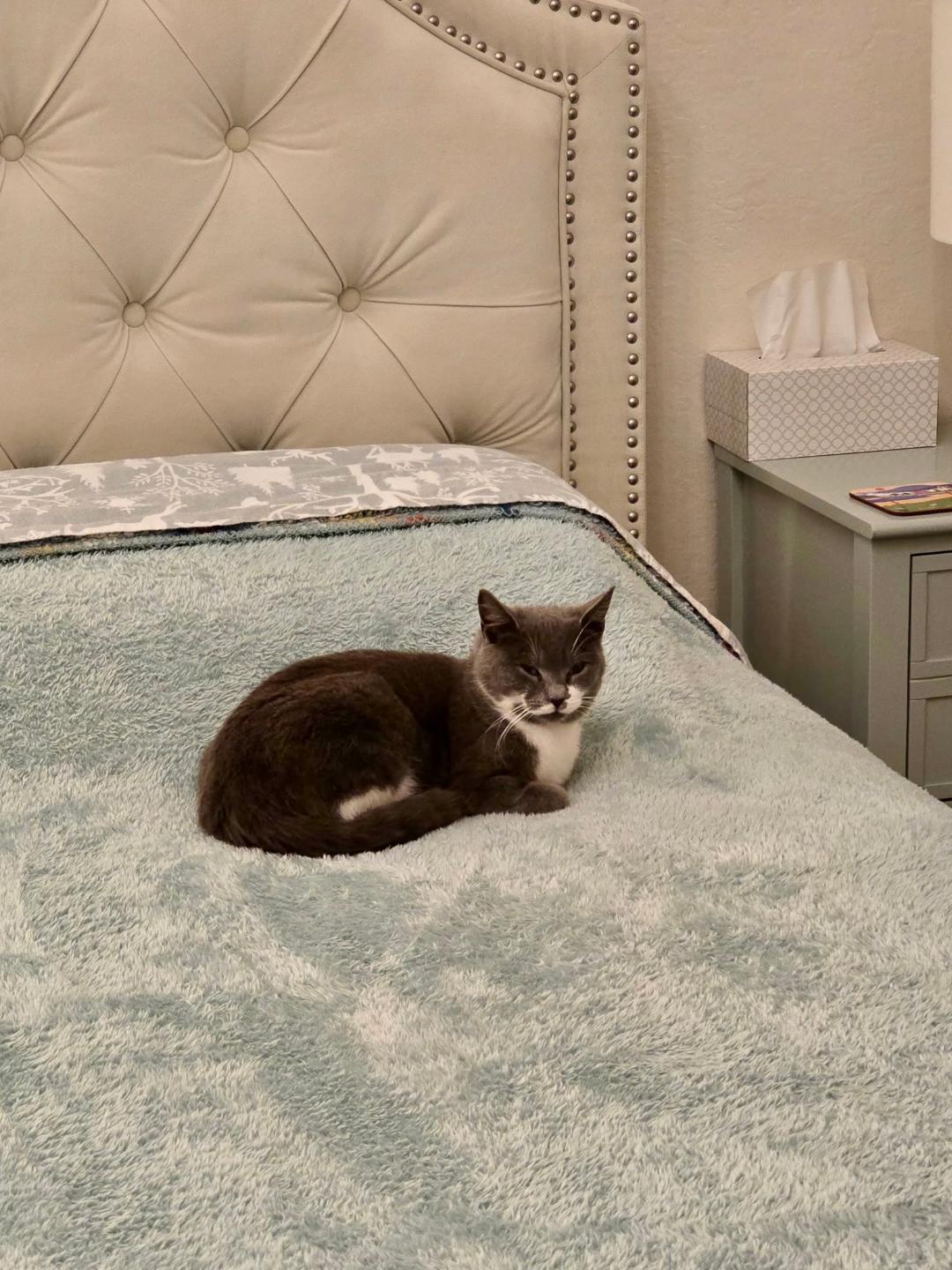 Muffins, a ADOPTABLE Domestic Short Hair in Gilroy, CA image 2/5