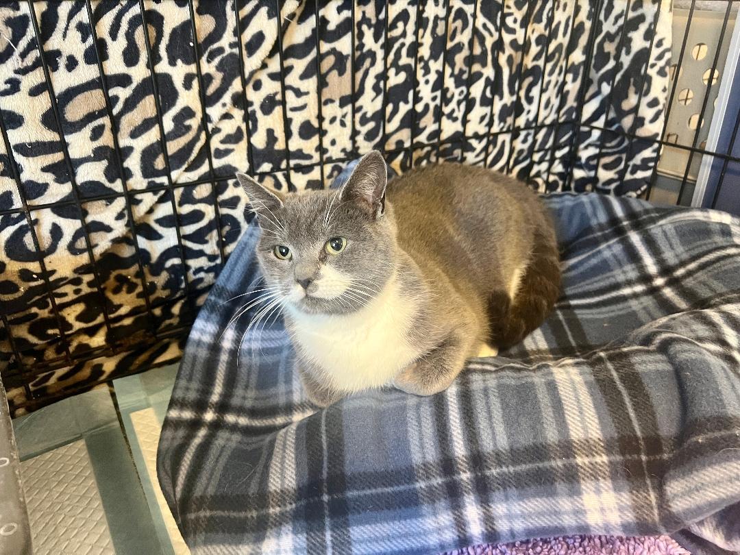 Muffins, a ADOPTABLE Domestic Short Hair in Gilroy, CA image 3/5