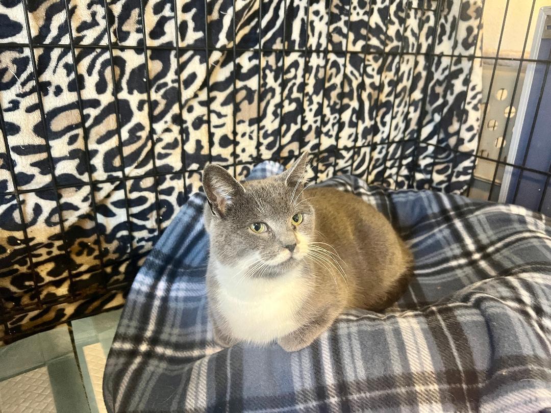 Muffins, a ADOPTABLE Domestic Short Hair in Gilroy, CA image 4/5