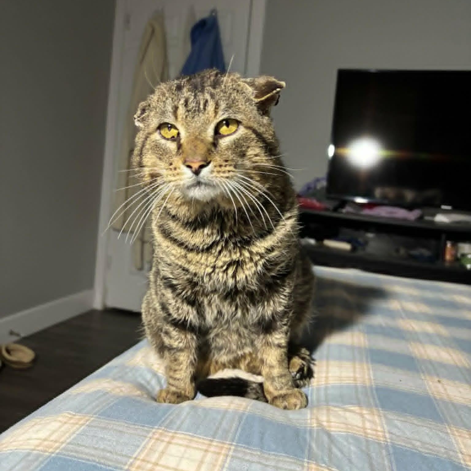 Enlarge Jeremy ***Courtesy Post***, an adopted Domestic Short Hair in Vine Grove, KY image 3/4