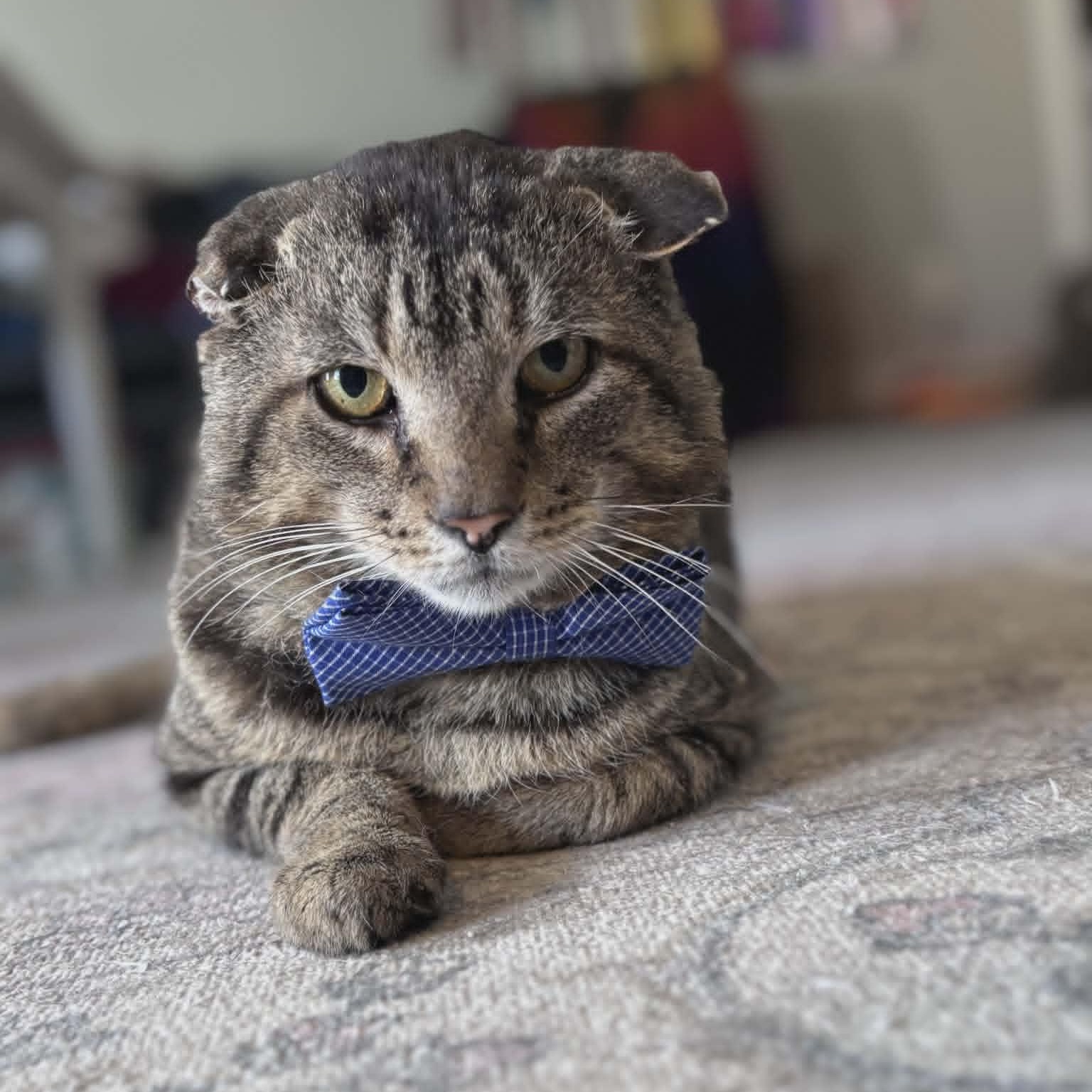 Jeremy ***Courtesy Post***, adopted, Adult Male Domestic Short Hair.