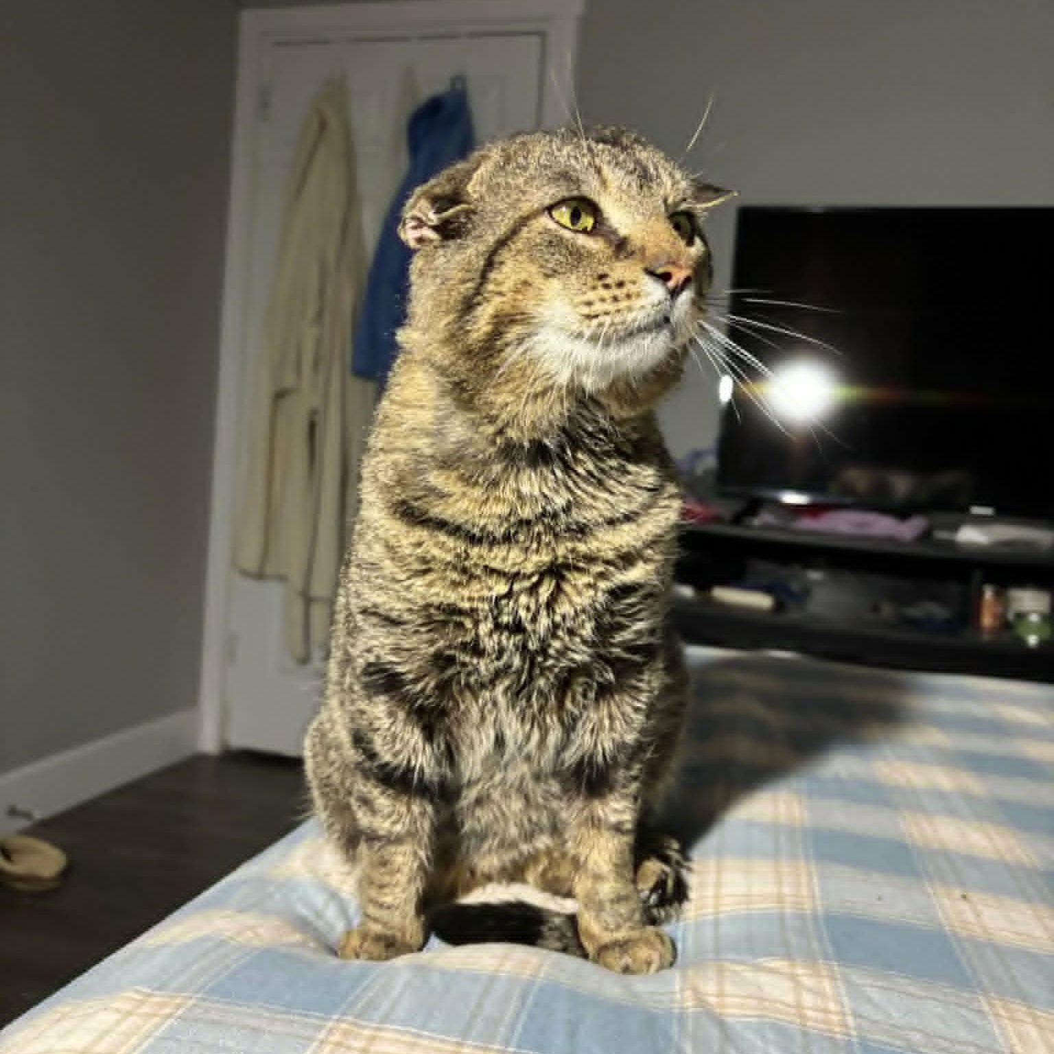 Enlarge Jeremy ***Courtesy Post***, an adopted Domestic Short Hair in Vine Grove, KY image 4/4