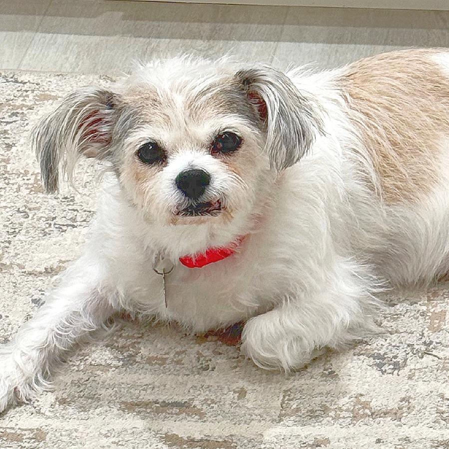 Charlie, Adoptable, Senior Male Shih Tzu & Mixed Breed.