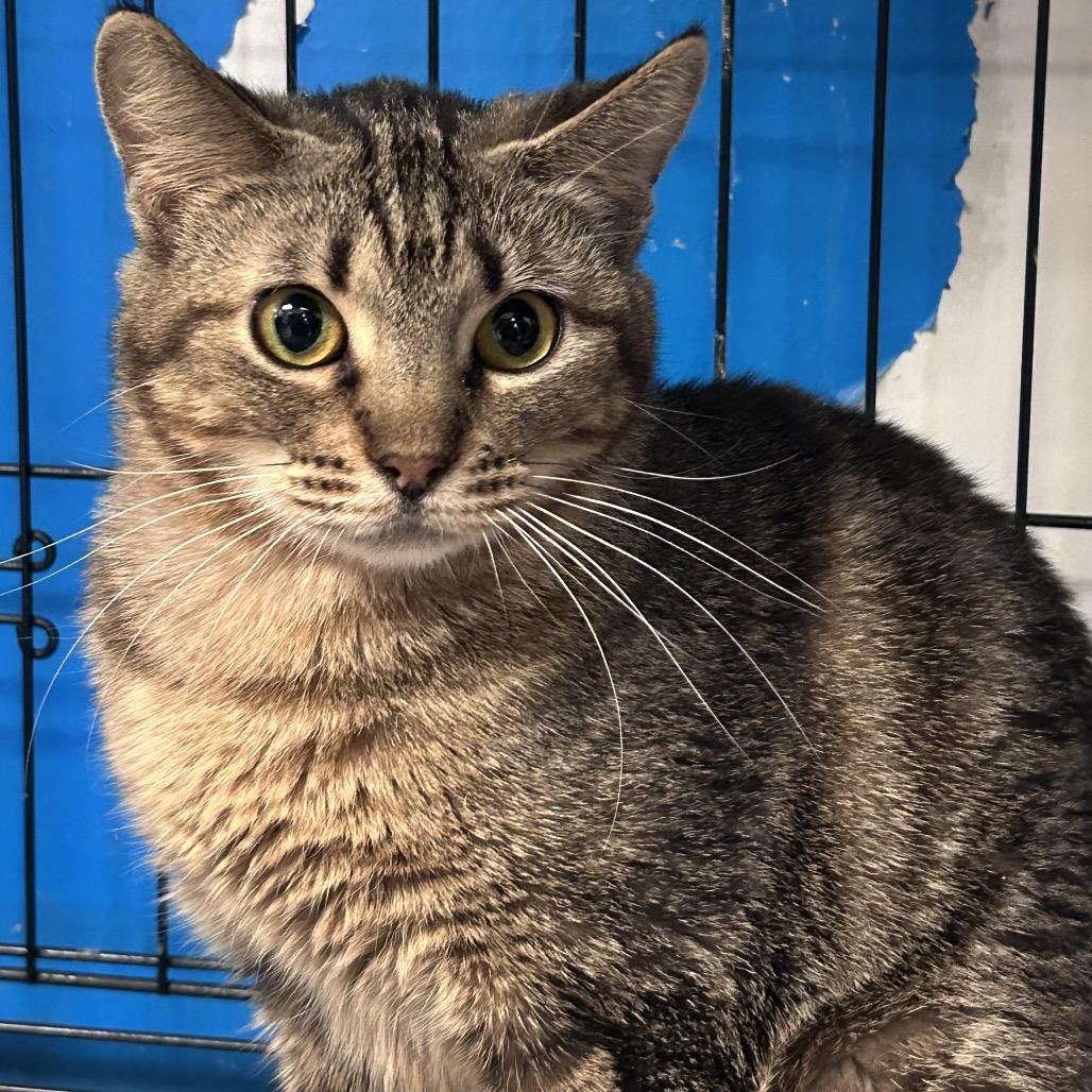 Nala, a Adoptable mixed breed in Webster, TX image 1/3