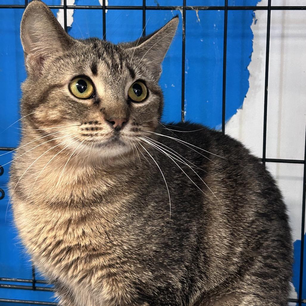 Nala, a Adoptable mixed breed in Webster, TX image 3/3