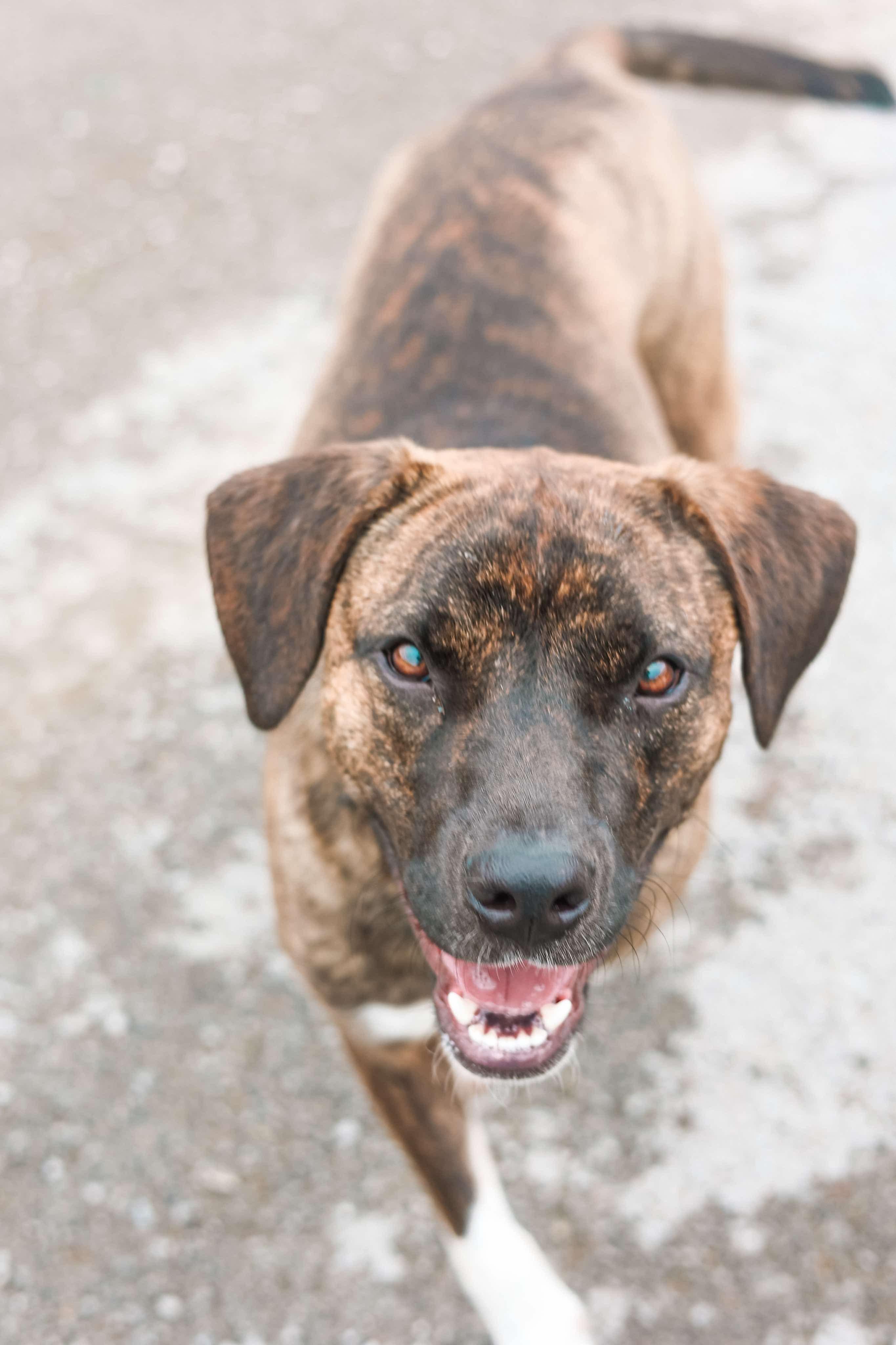 Ajax, Adult Male Mountain Cur