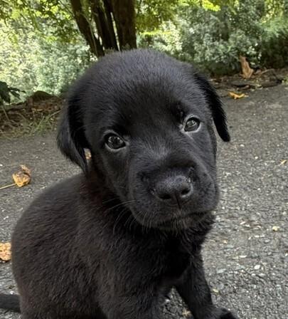 Enlarge Baby Slinky Dog, a Adoptable mixed breed in Washington, DC image 1/5