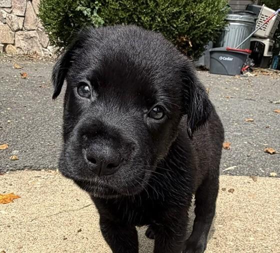 Enlarge Baby Slinky Dog, a Adoptable mixed breed in Washington, DC image 2/5