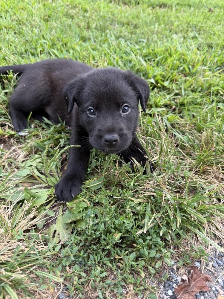 Enlarge Baby Slinky Dog, a Adoptable mixed breed in Washington, DC image 3/5
