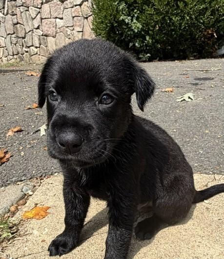 Enlarge Baby Slinky Dog, a Adoptable mixed breed in Washington, DC image 4/5