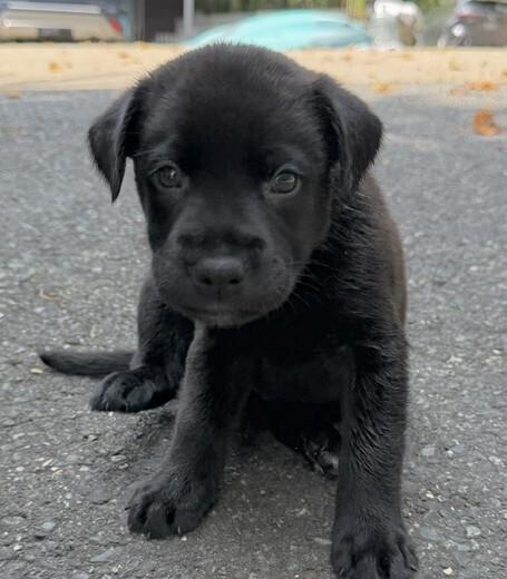 Enlarge Baby Slinky Dog, a Adoptable mixed breed in Washington, DC image 5/5