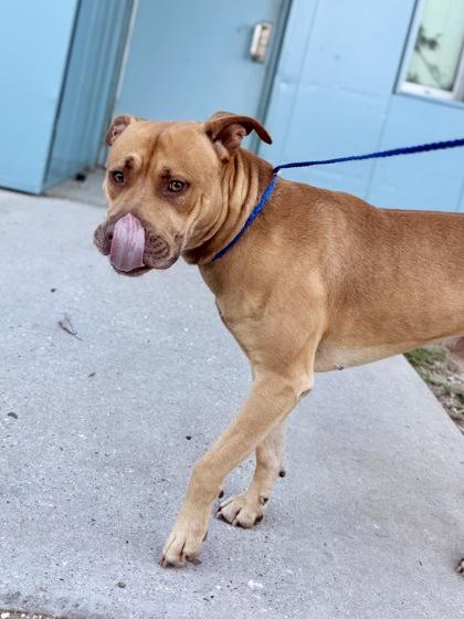 Enlarge Colt, a Adoptable mixed breed in New Orleans, LA image 1/2