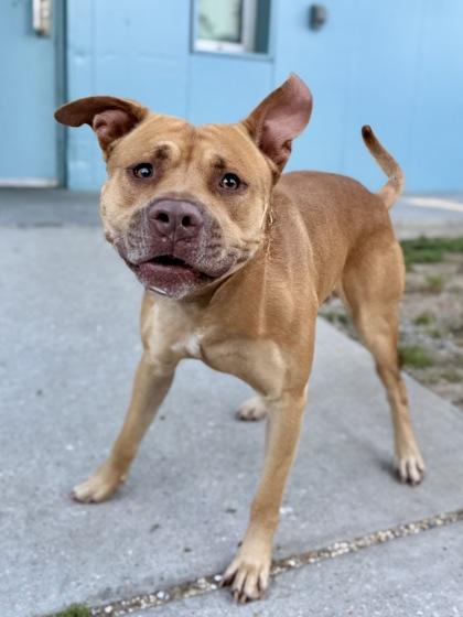 Enlarge Colt, a Adoptable mixed breed in New Orleans, LA image 2/2