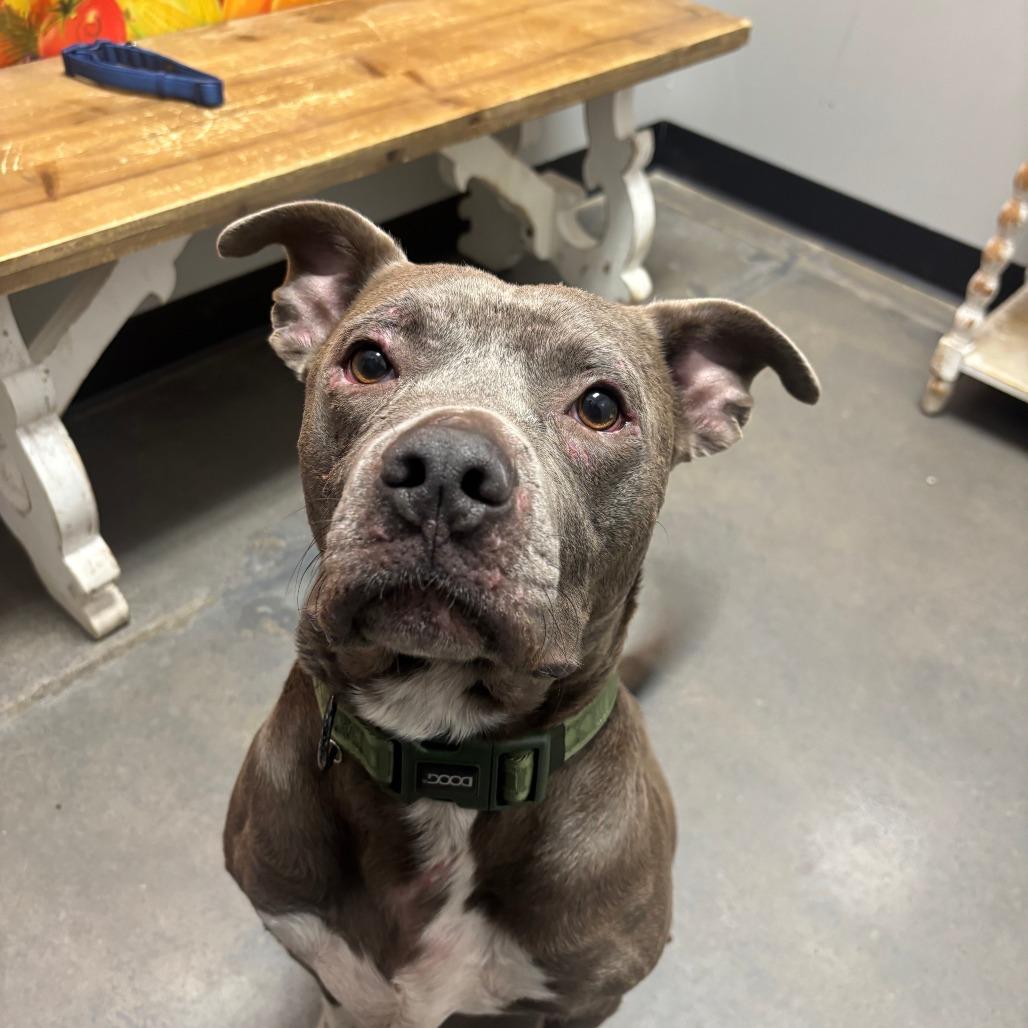 Casserole, Adoptable, Adult Male Pit Bull Terrier.