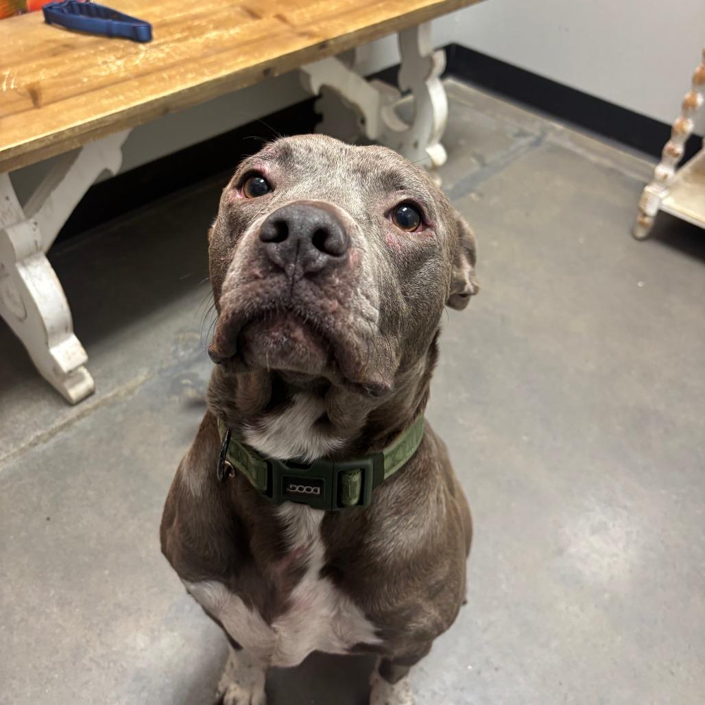 Enlarge Casserole, a Adoptable Pit Bull Terrier in Normal, IL image 2/2