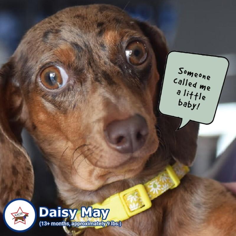 Daisy May in TN, adopted, Young Female Dachshund.