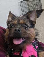 Enlarge Holly, an adopted mixed breed in Nashua, NH image 1/1