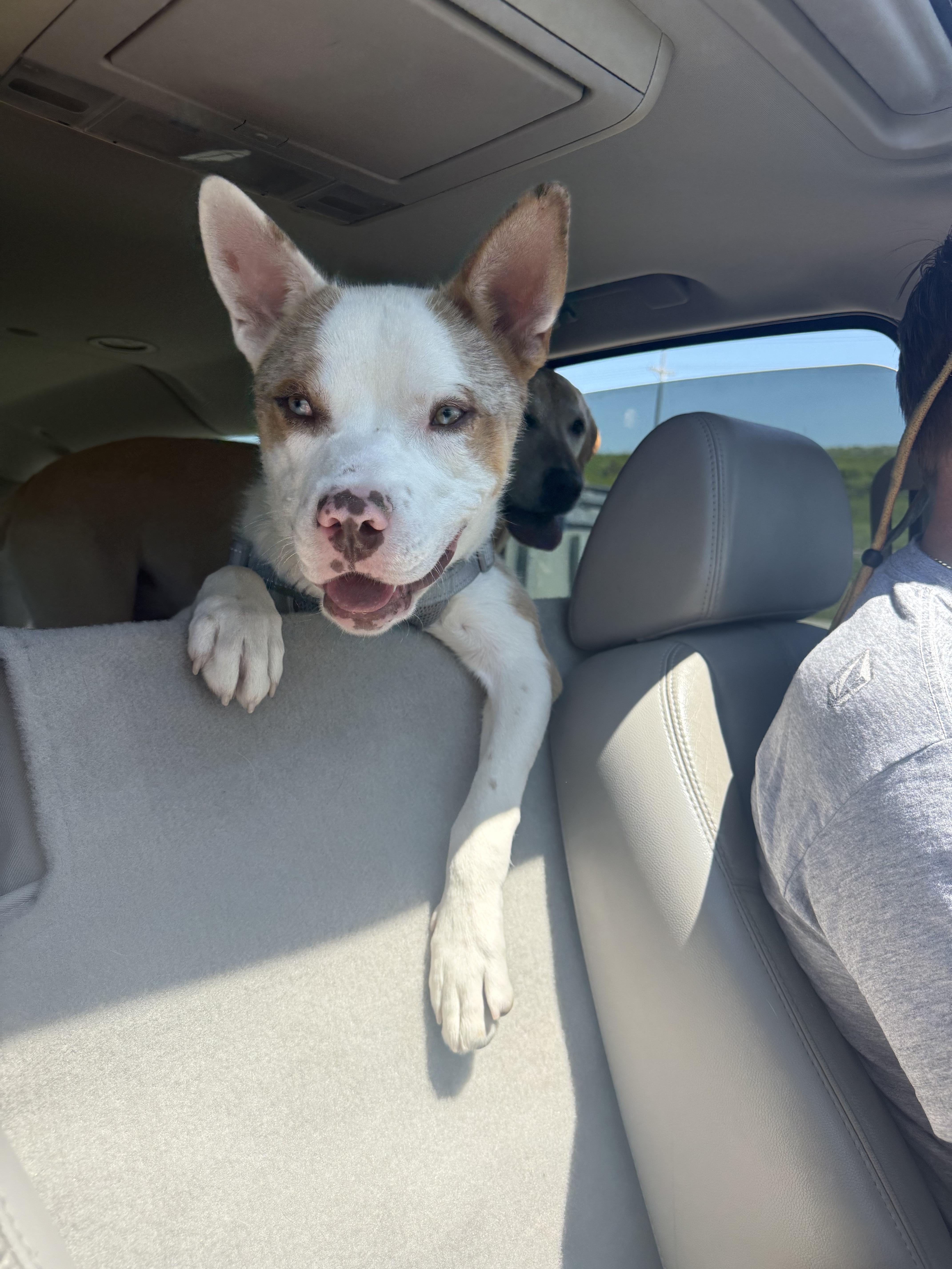Opie, Adopted, Adult Male Siberian Husky & Australian Shepherd.