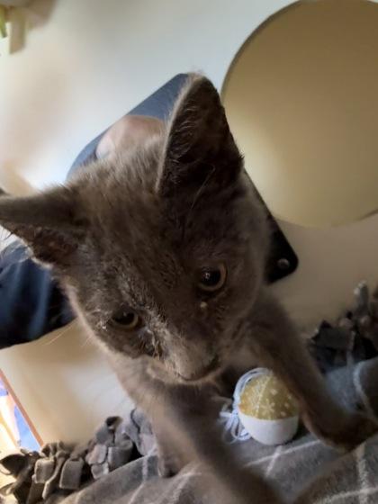 Enlarge Tilly, a Adoptable mixed breed in Pequot Lakes, MN image 1/1