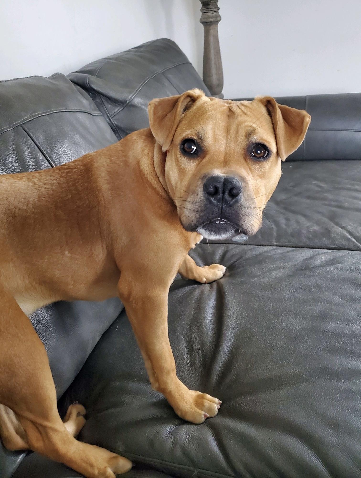 Enlarge Krypto, a Adoptable mixed breed in Oxford, MI image 5/6